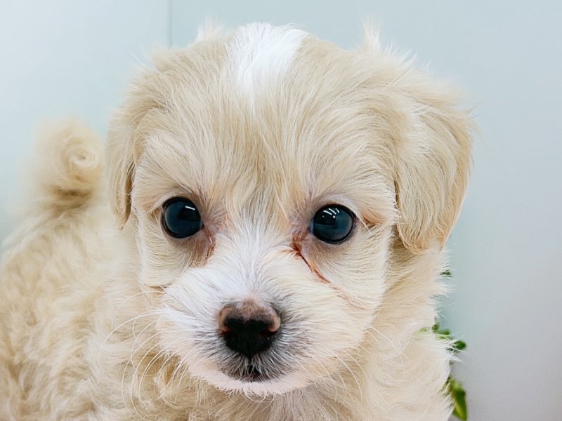 その他 mmiihhoo WAIST CORD HOODIE SWEAT DRESS｜CONVERSE TOKYO (コンバース