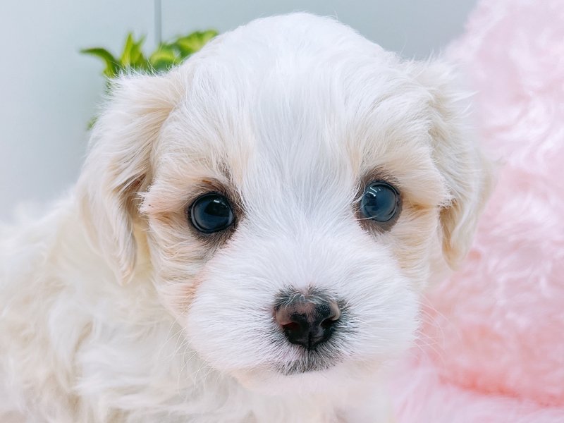 愛知県のハーフ犬・ミックス犬 (ペッツワン小牧店/2025年8月16日生まれ/男の子/クリーム)の子犬