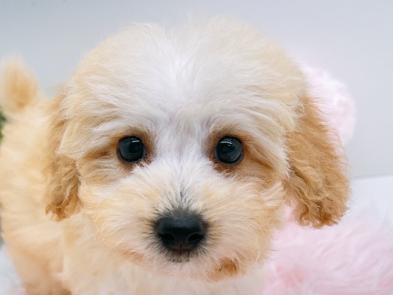 愛知県のトイプードル(トイ) (ペッツワン小牧店/2025年8月13日生まれ/女の子/ホワイトクリーム)の子犬