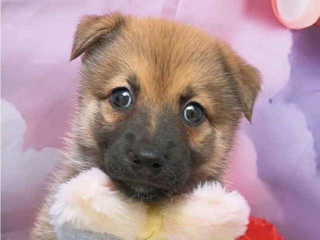 沖縄県のハーフ犬・ミックス犬 (ペッツワンFCサンプラザ糸満店/2025年8月16日生まれ/男の子/セーブル)の子犬