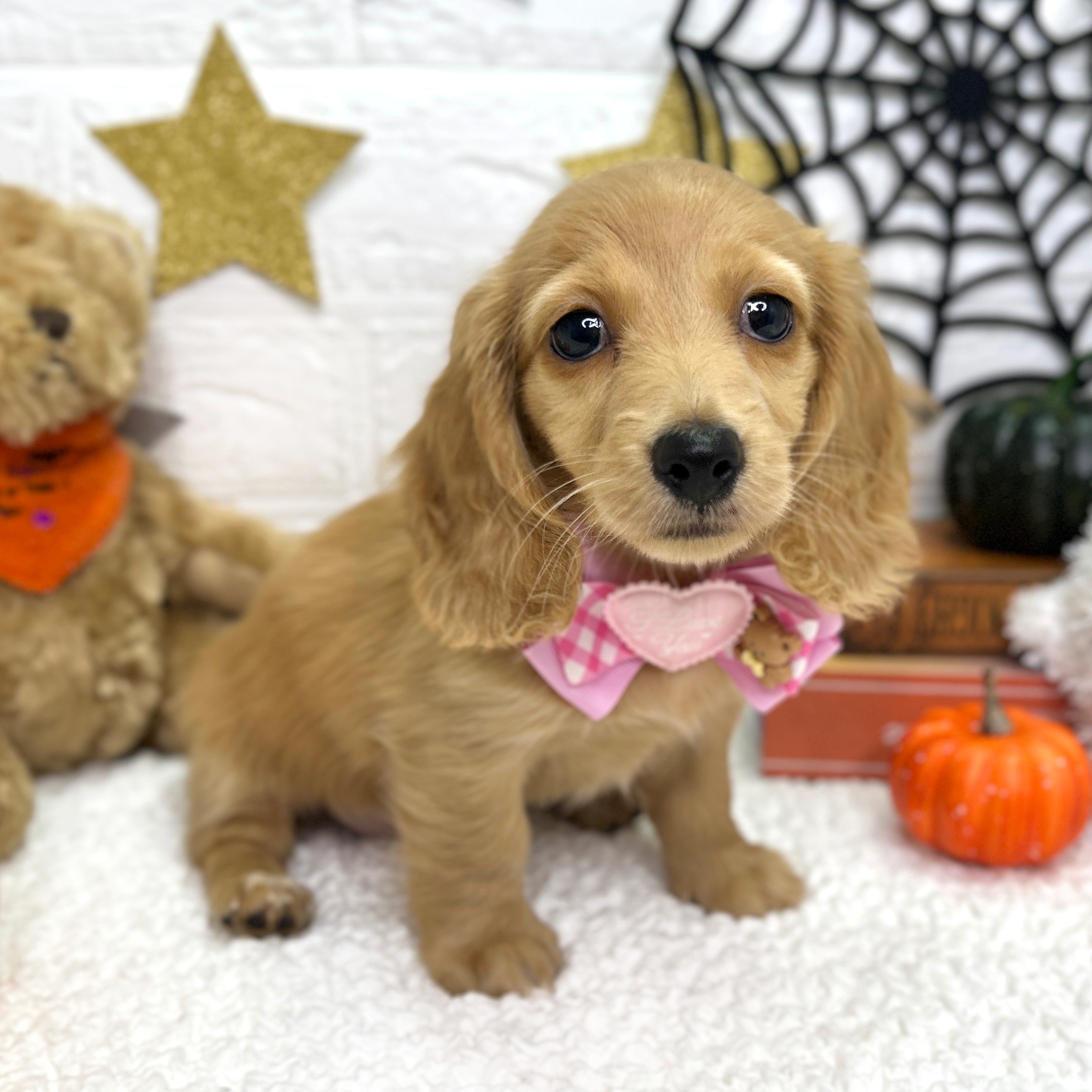 ベッツワン　犬 昨日美容に来てくれたわんちゃん達のご紹介です😊 🐾#MIX のそら