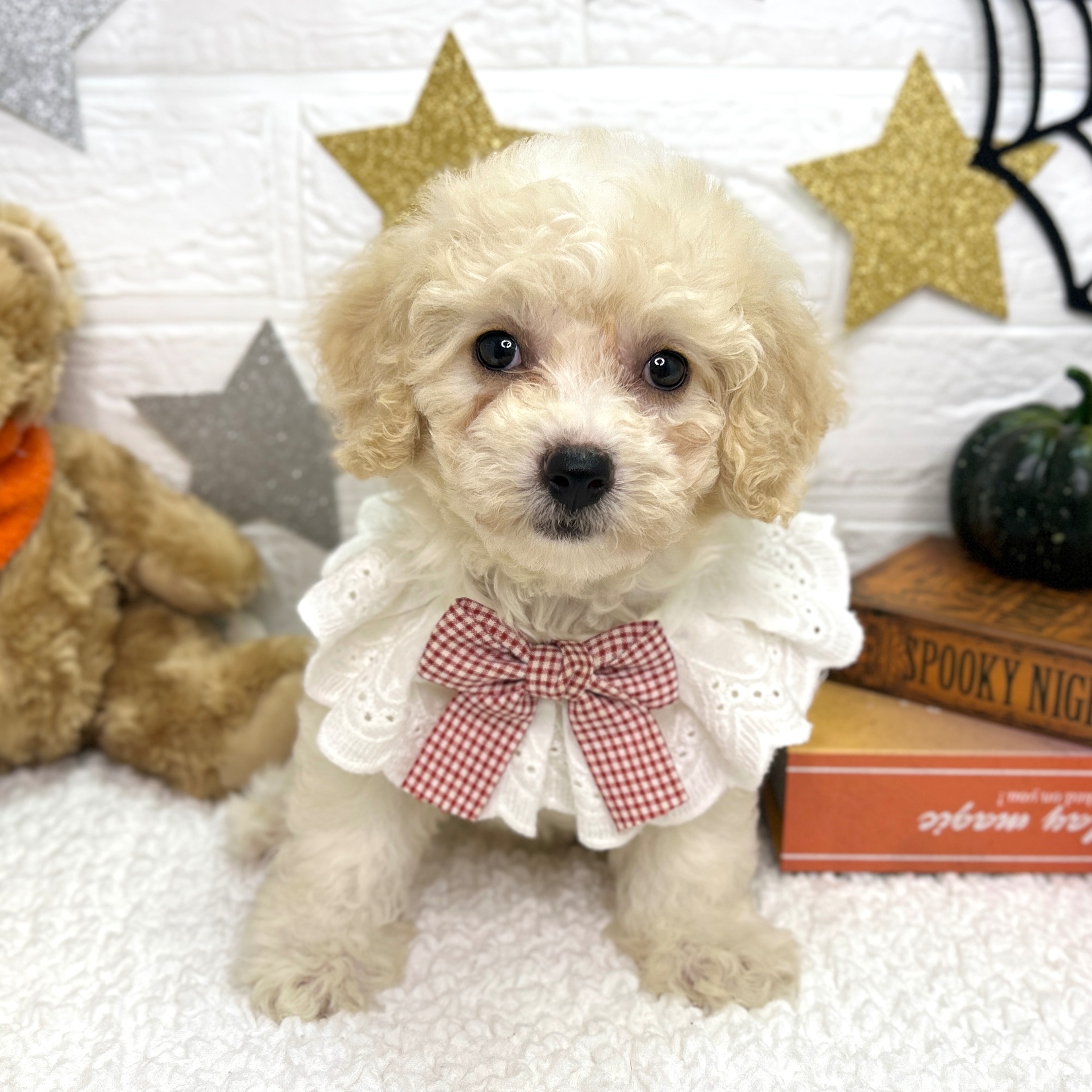 イヌ - 東大阪店 | ペッツワン