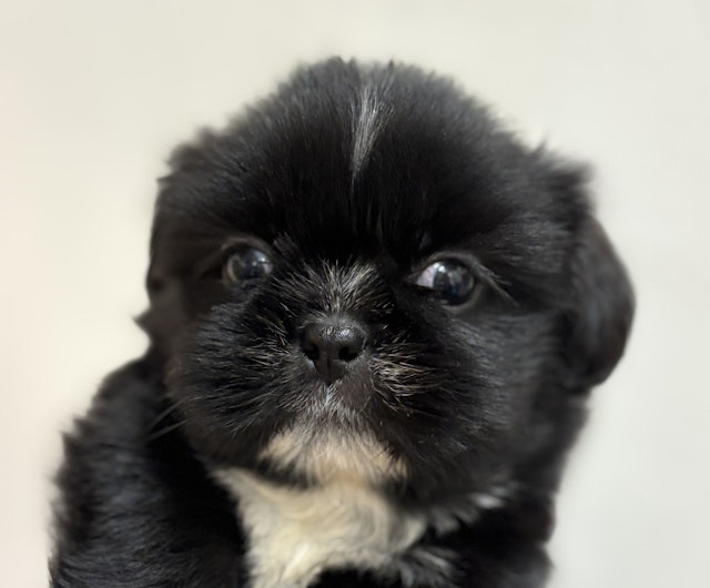 犬 WHCY 犬 レインコート 犬レインコート 大型犬 JコートB 7号 8