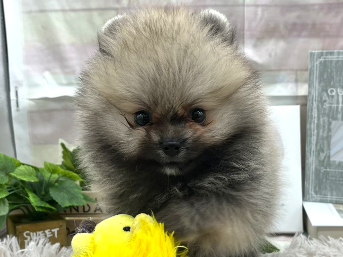 静岡県のポメラニアン (ペッツワン掛川店/2025年8月16日生まれ/女の子/セーブル)の子犬の1枚目の画像