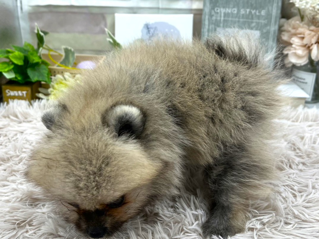 静岡県のポメラニアン (ペッツワン掛川店/2025年8月16日生まれ/女の子/セーブル)の子犬の3枚目の画像