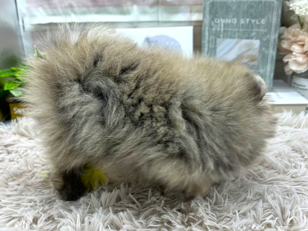 静岡県のポメラニアン (ペッツワン掛川店/2025年8月16日生まれ/女の子/セーブル)の子犬の2枚目の画像