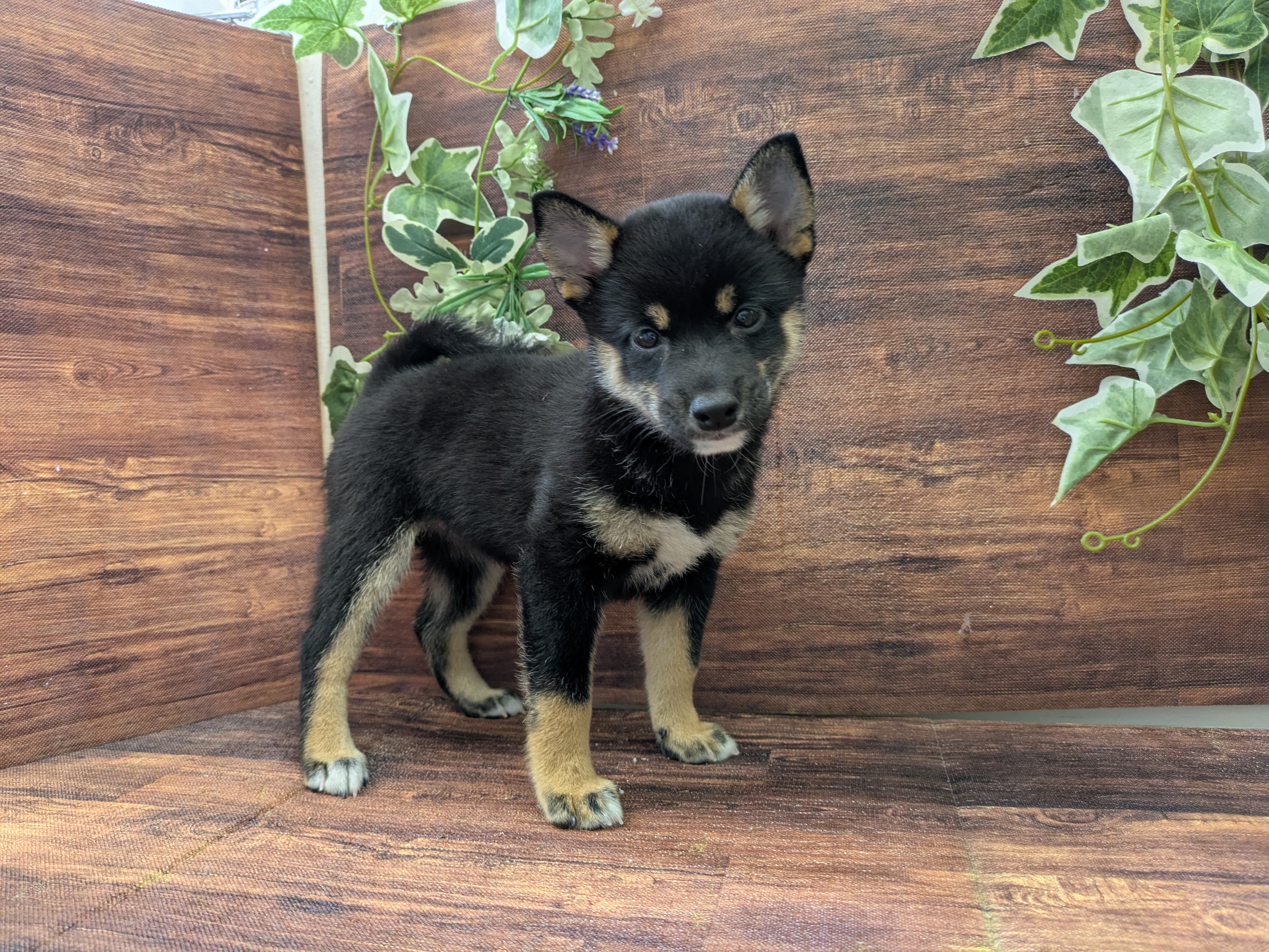 千葉県の柴犬(標準サイズ) (ペッツワン市原店/2025年8月16日生まれ/女の子/黒)の子犬