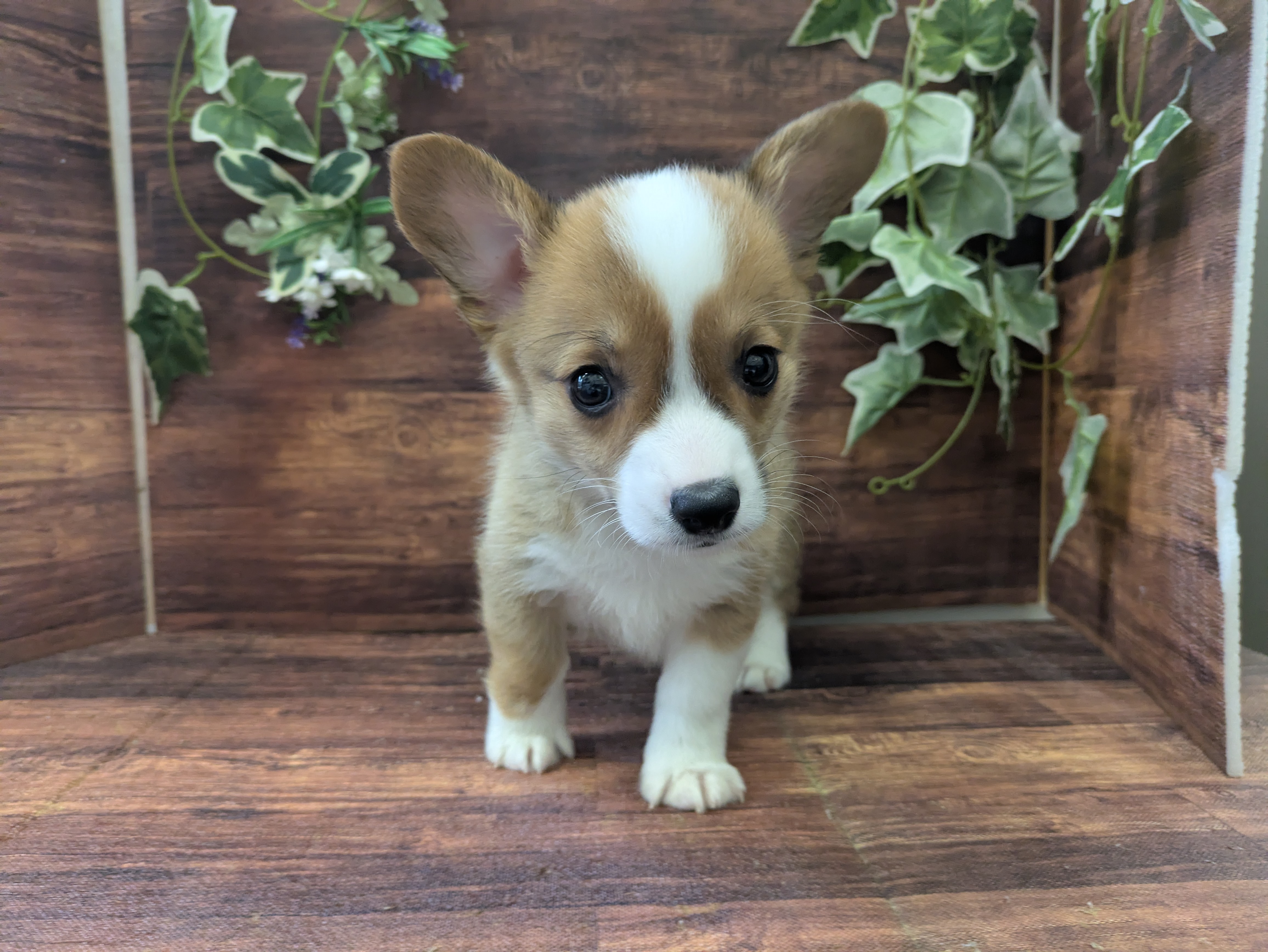 千葉県のウェルシュコーギーペンブローク (ペッツワン市原店/2025年8月17日生まれ/男の子/レッドホワイト)の子犬