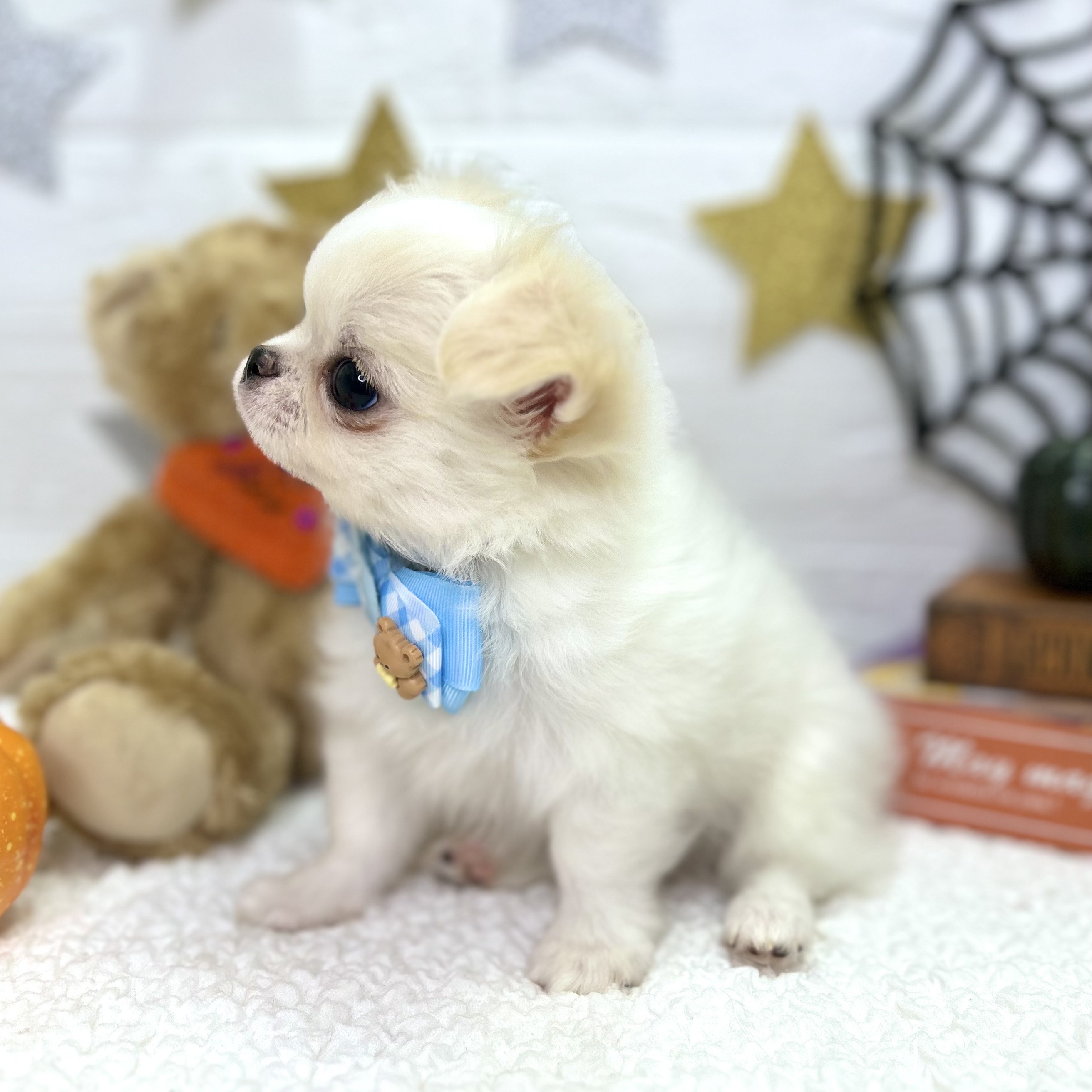 大阪府のチワワ(ロング) (ペッツワン東大阪店/2025年8月16日生まれ/男の子/クリームホワイト)の子犬の3枚目の画像