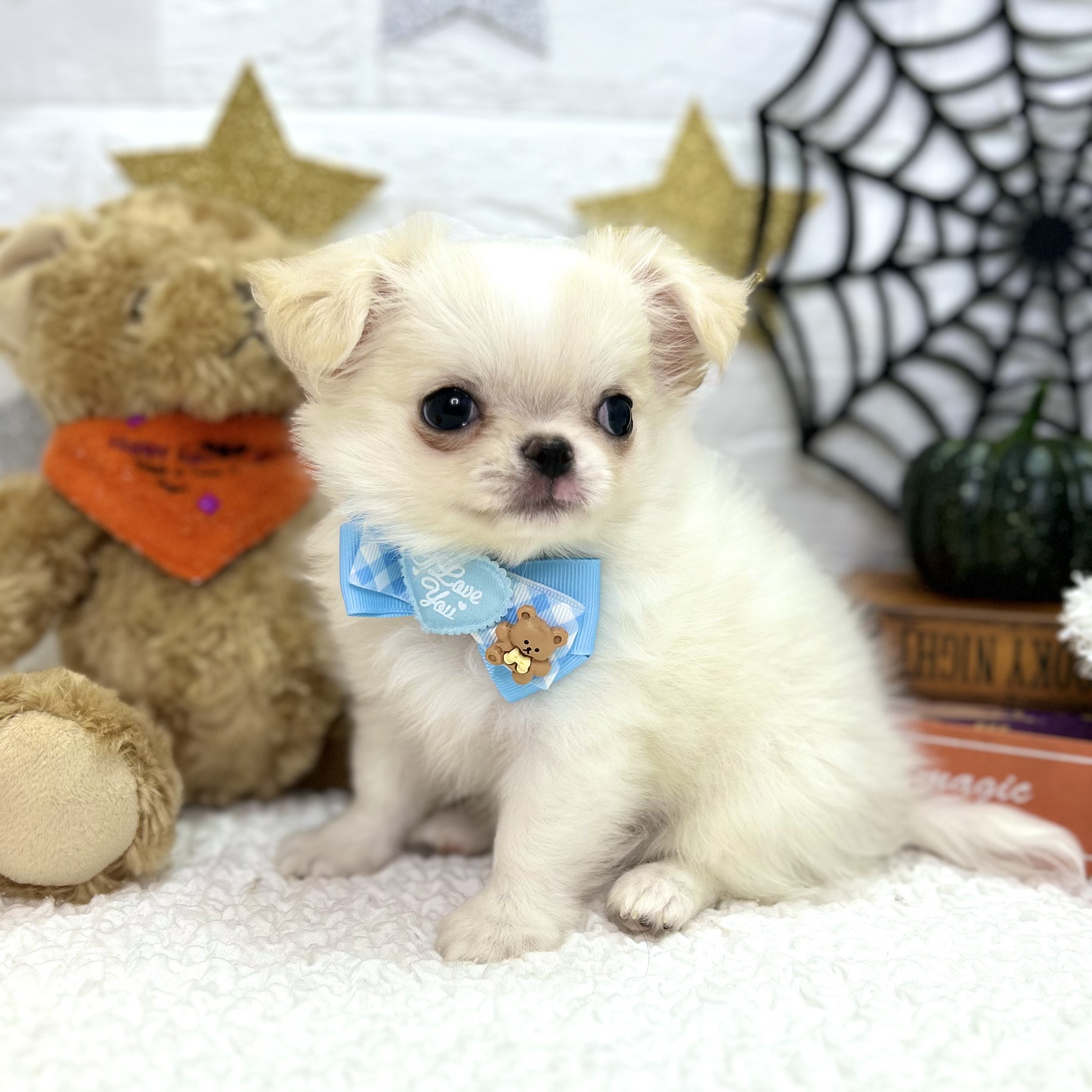 大阪府のチワワ(ロング) (ペッツワン東大阪店/2025年8月16日生まれ/男の子/クリームホワイト)の子犬の2枚目の画像