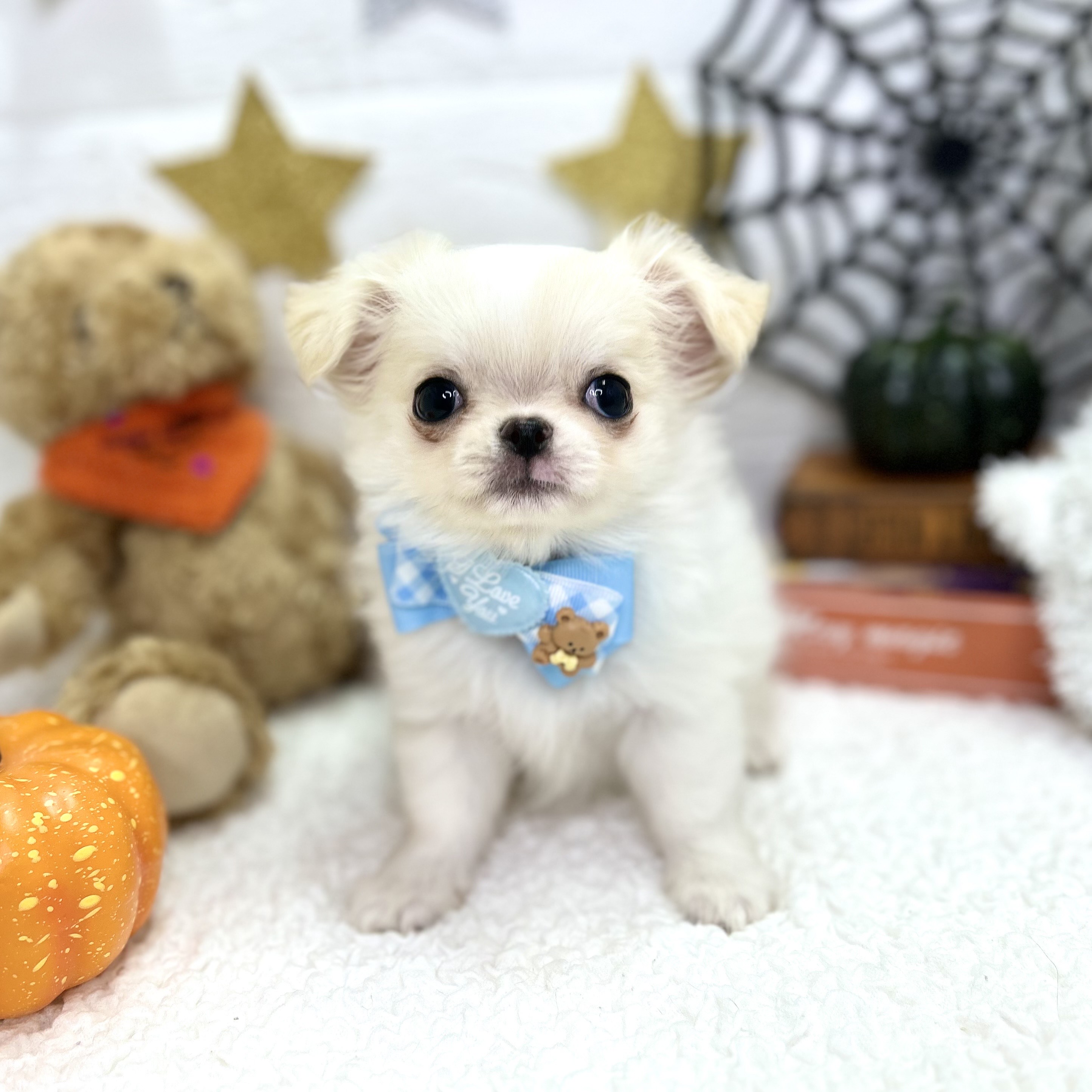 大阪府のチワワ(ロング) (ペッツワン東大阪店/2025年8月16日生まれ/男の子/クリームホワイト)の子犬の1枚目の画像