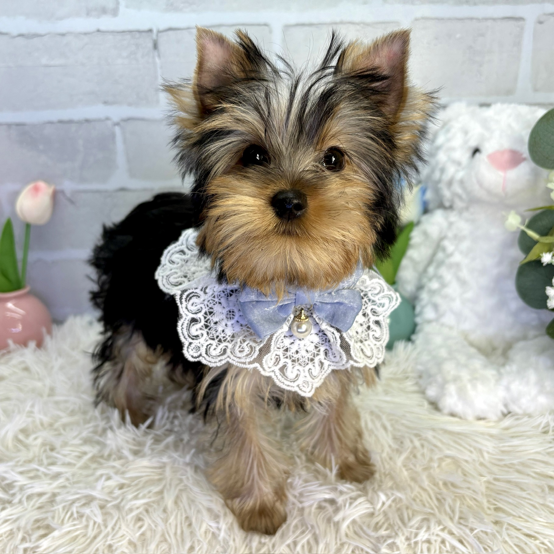 大阪府のヨークシャーテリア (ペッツワン高槻店/2025年7月15日生まれ/男の子/スチールブルータン)の子犬の2枚目の画像