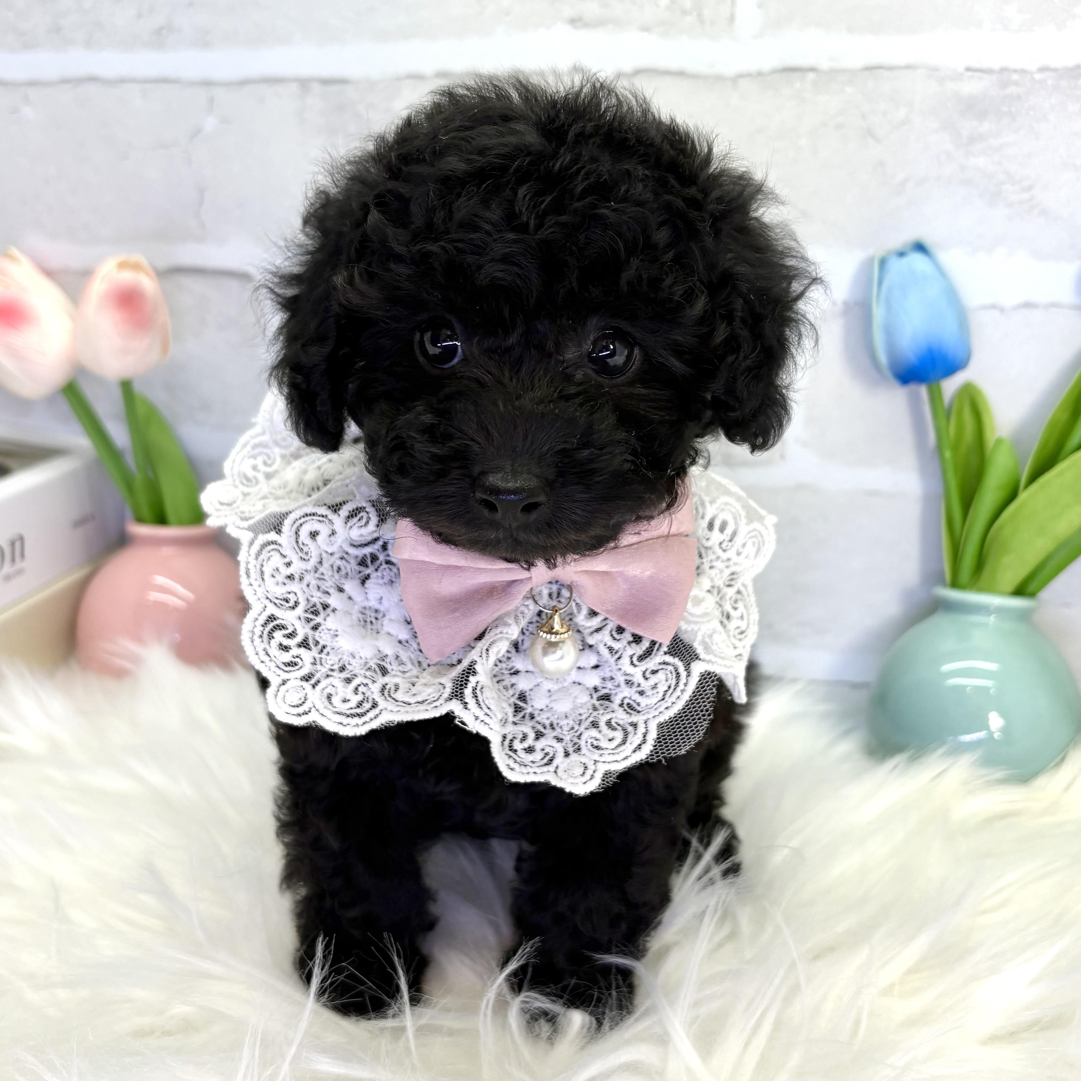 大阪府のトイプードル(トイ) (ペッツワン高槻店/2025年7月24日生まれ/女の子/ブラック)の子犬の1枚目の画像