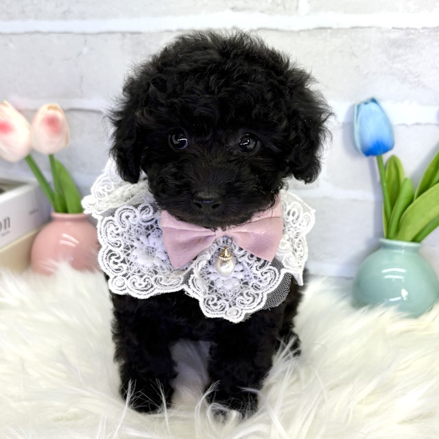 イヌ - 高槻店 | ペッツワン