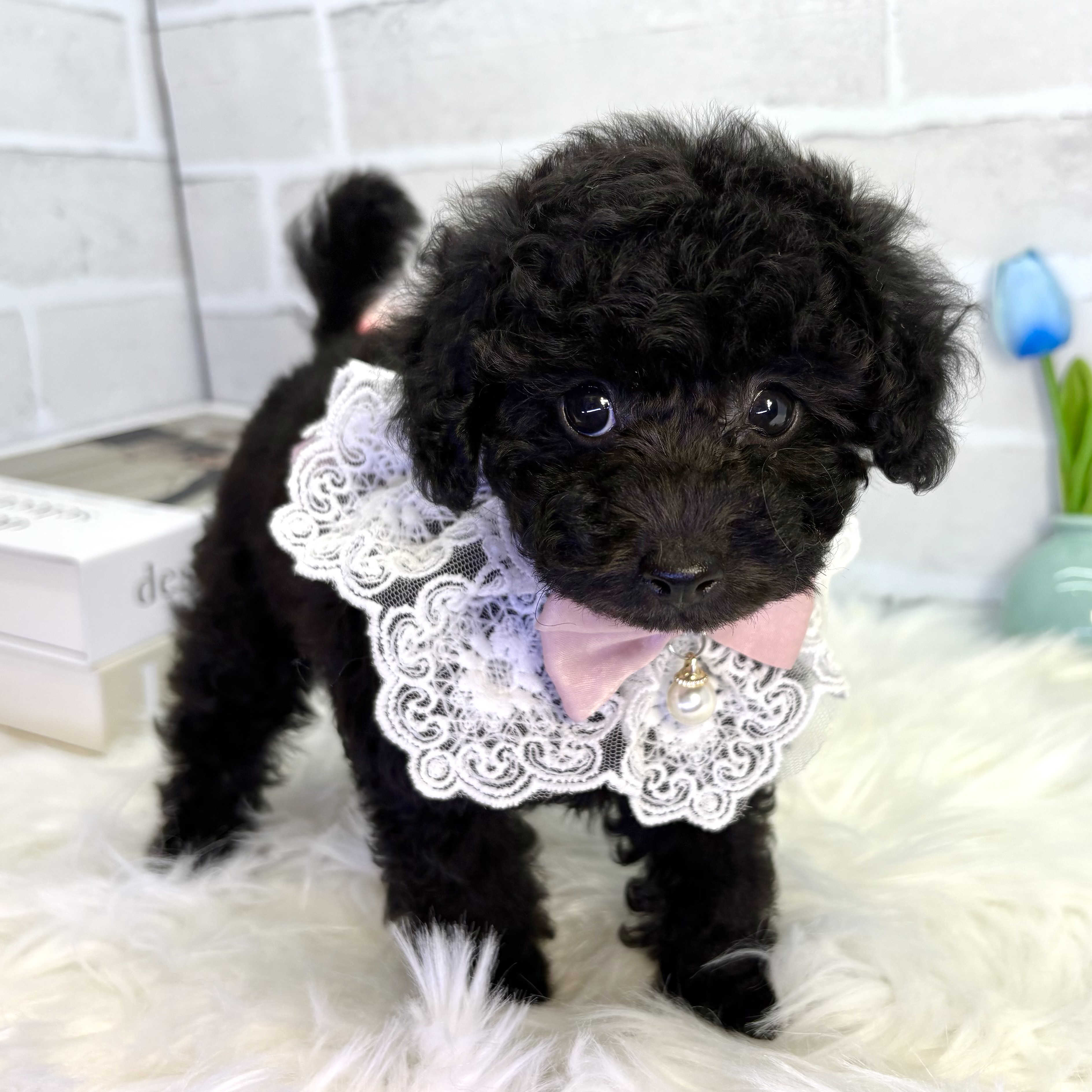 大阪府のトイプードル(トイ) (ペッツワン高槻店/2025年7月24日生まれ/女の子/ブラック)の子犬の2枚目の画像