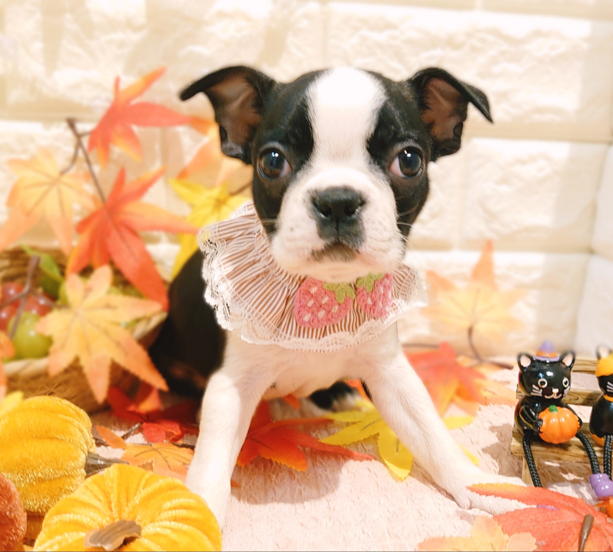 ボストンテリア ボストン・テリア - 佐野店 | ペッツワン