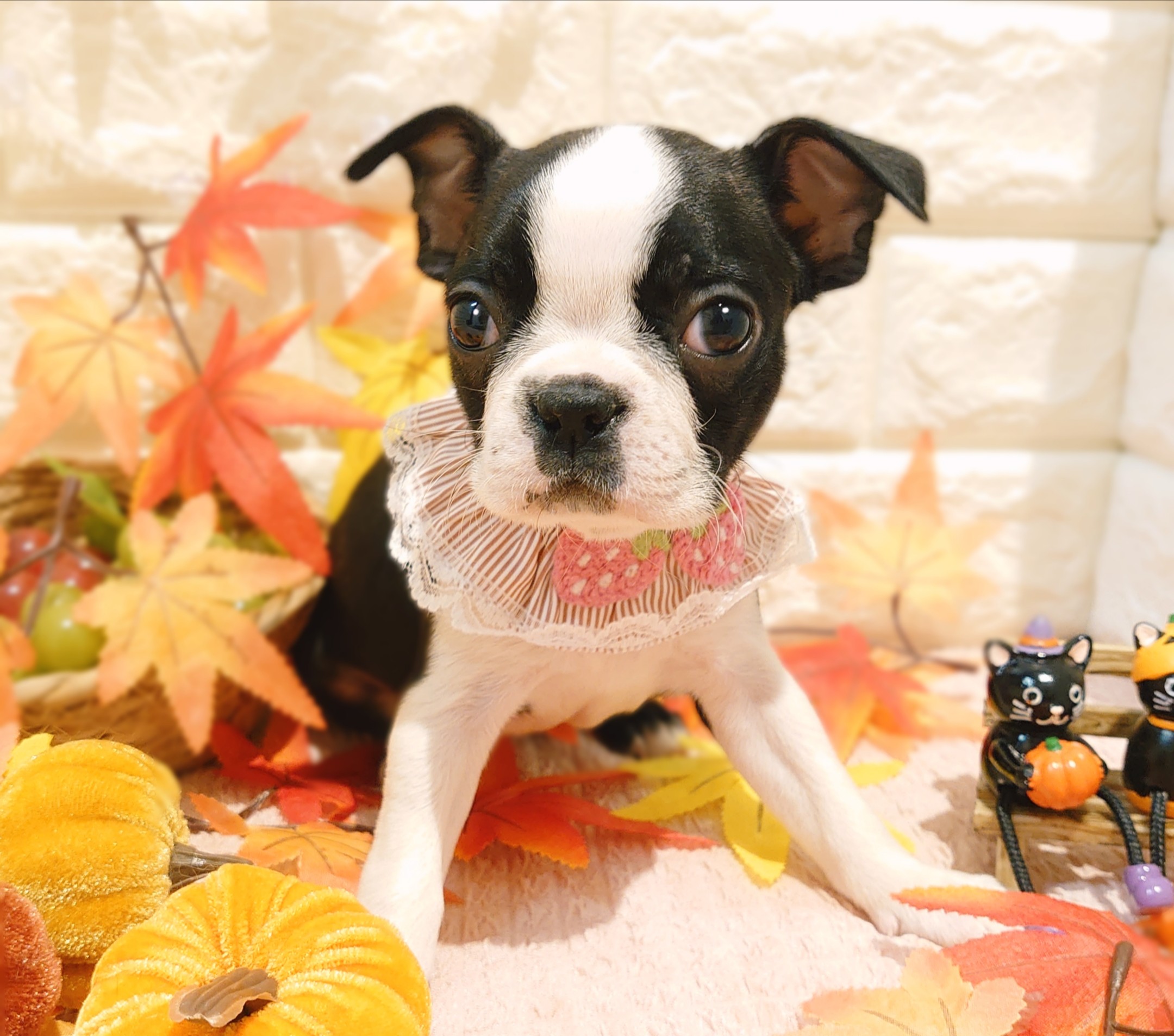 ボストン・テリア - 佐野店 | ペッツワン