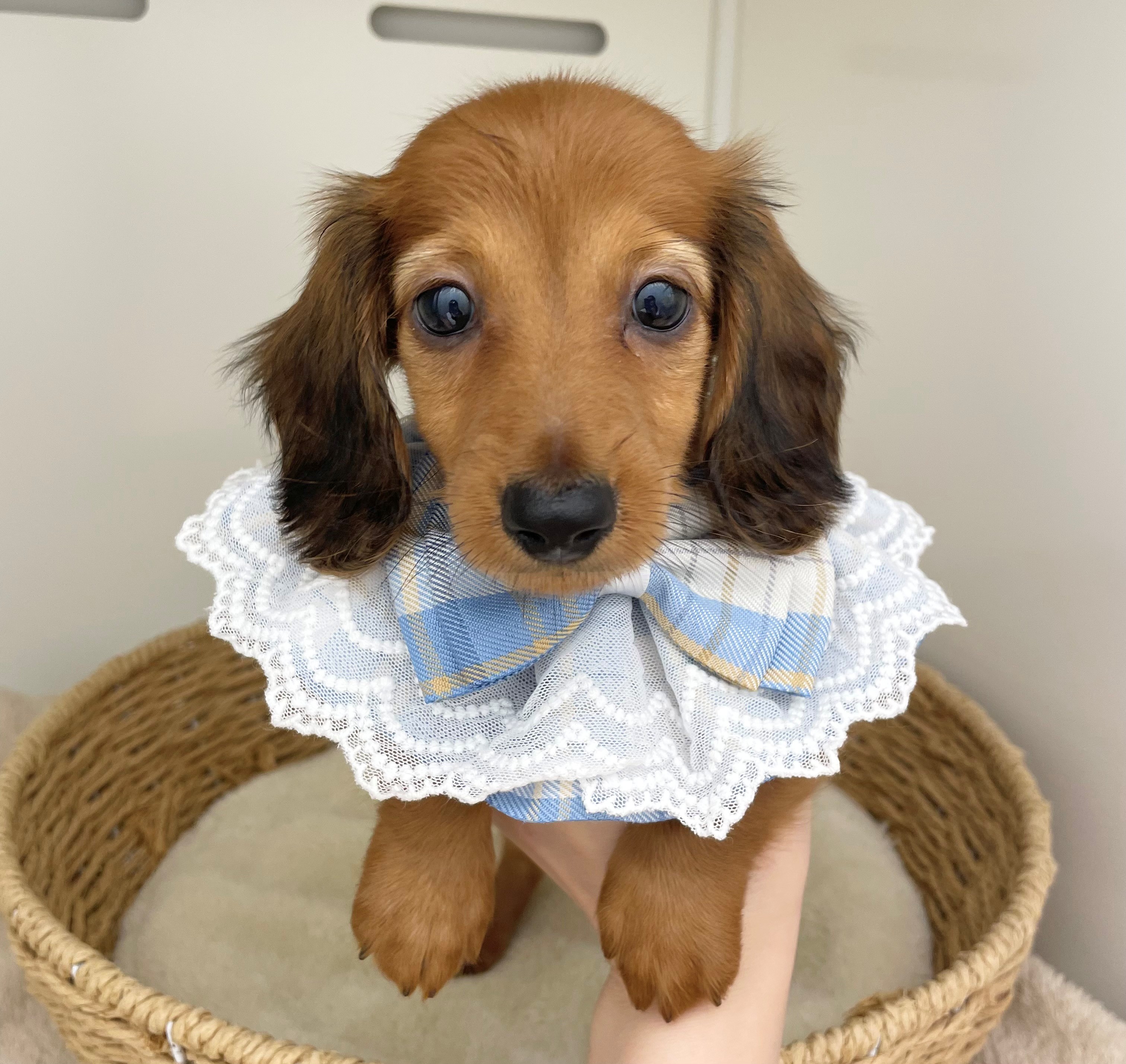 岐阜県のミニチュアダックスフンド(ロング) (ペッツワン可児店/2025年8月8日生まれ/男の子/シェーデットレッド)の子犬の1枚目の画像