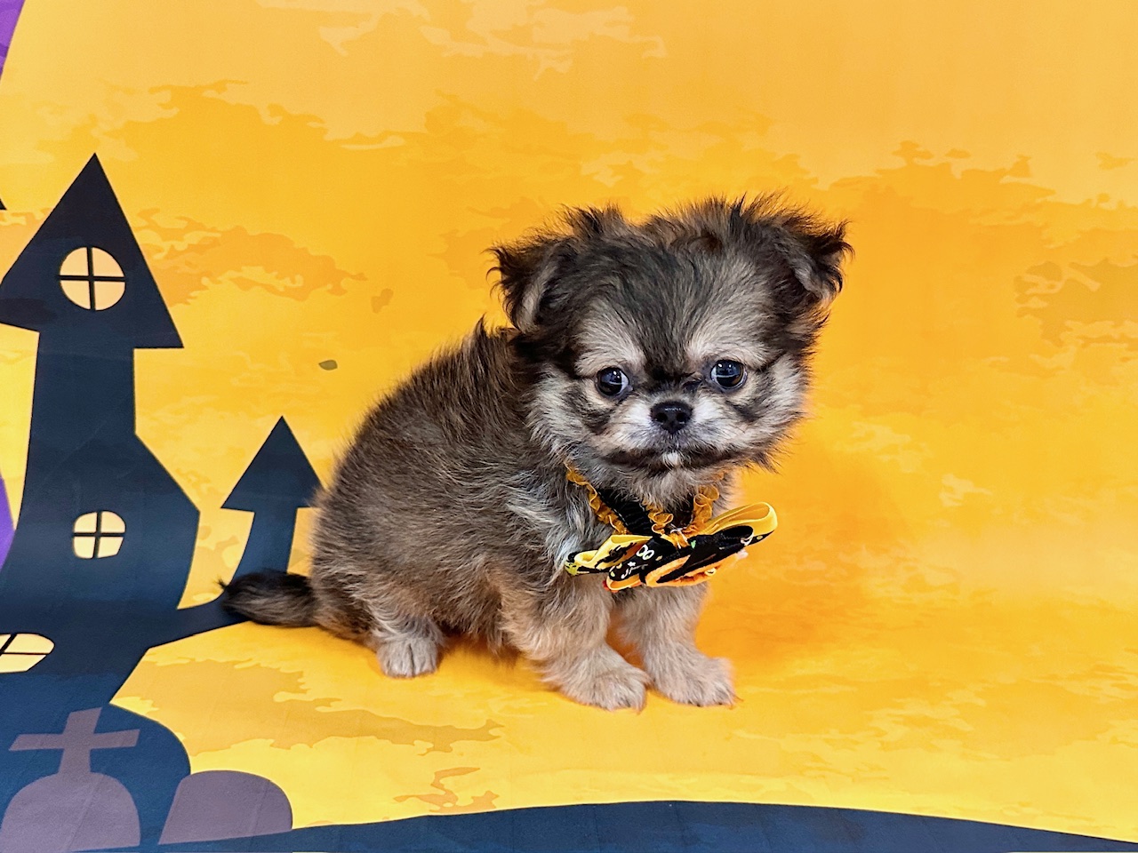 兵庫県のチワワ(ロング) (ペッツワン神戸深江浜店/2025年8月21日生まれ/男の子/フォーン)の子犬の2枚目の画像