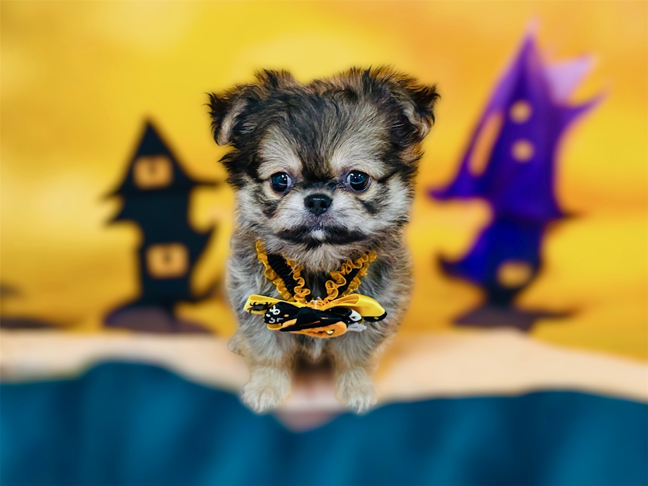 兵庫県のチワワ(ロング) (ペッツワン神戸深江浜店/2025年8月21日生まれ/男の子/フォーン)の子犬の1枚目の画像