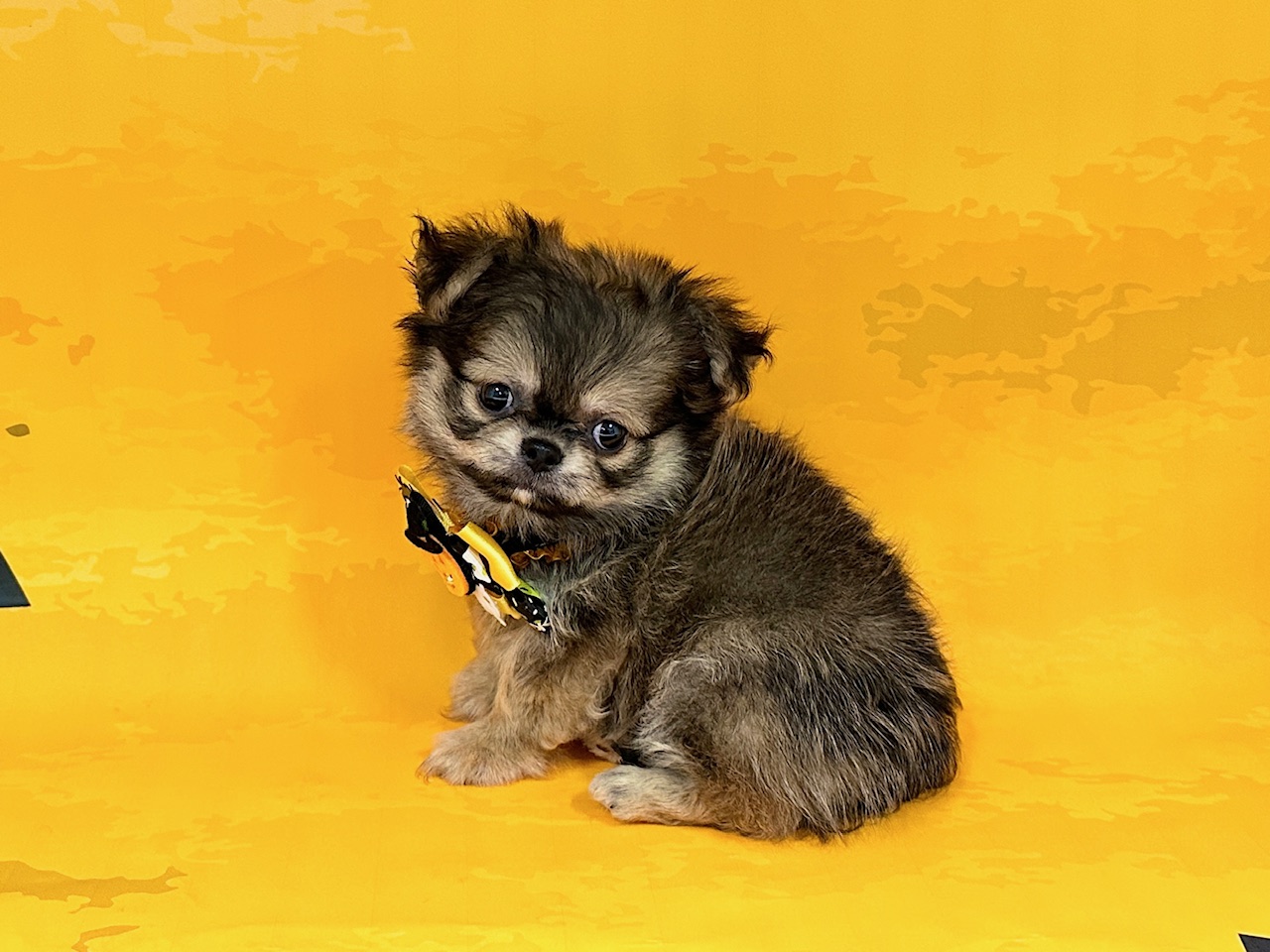 兵庫県のチワワ(ロング) (ペッツワン神戸深江浜店/2025年8月21日生まれ/男の子/フォーン)の子犬の3枚目の画像