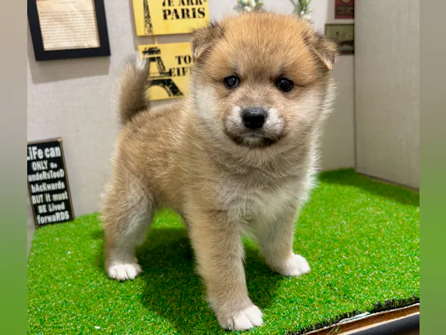 茨城県のハーフ犬・ミックス犬 (ペッツワン水戸店/2025年8月21日生まれ/男の子/赤)の子犬