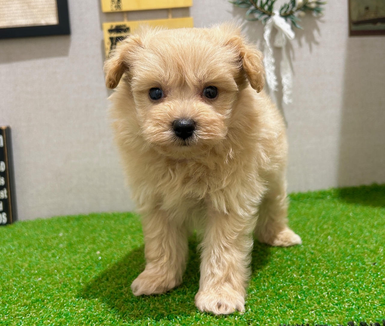 茨城県のハーフ犬・ミックス犬 (ペッツワン水戸店/2025年8月21日生まれ/男の子/アプリコット)の子犬の1枚目の画像
