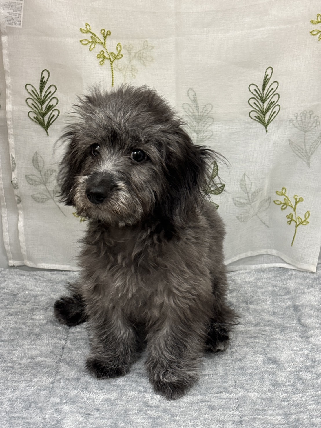 茨城県のハーフ犬・ミックス犬 (ペッツワン石岡玉里店/2025年5月29日生まれ/女の子/シルバー)の子犬