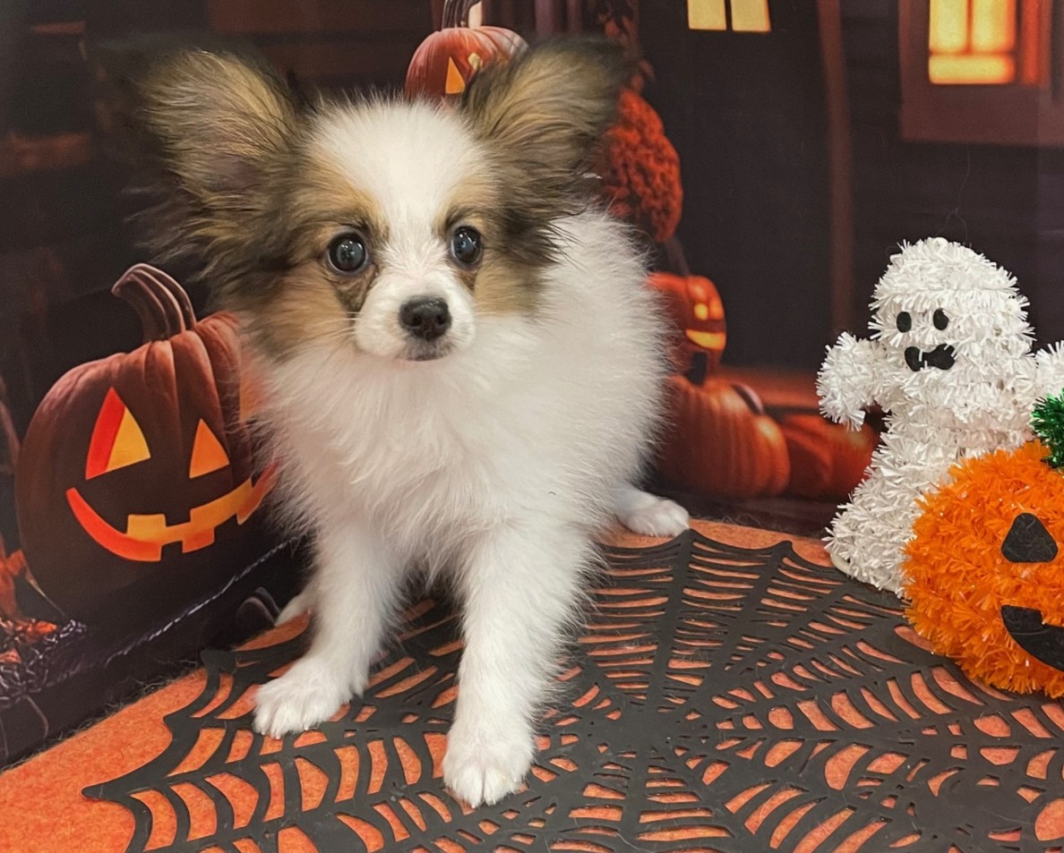 ペリ犬 楽天市場】ペットベッド 犬用ベッド 猫用ベッド カバー付き 日本