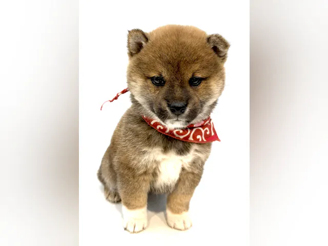 2025年8月25日生まれの柴犬(標準サイズ)の1枚目の写真