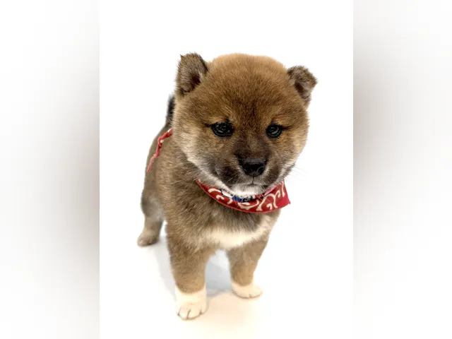 2025年8月25日生まれの柴犬(標準サイズ)の2枚目の写真