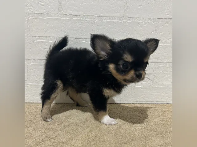 愛知県のチワワ(ロング) (ペッツワン常滑店/2025年8月26日生まれ/女の子/ブラックタンホワイト)の子犬の3枚目の画像