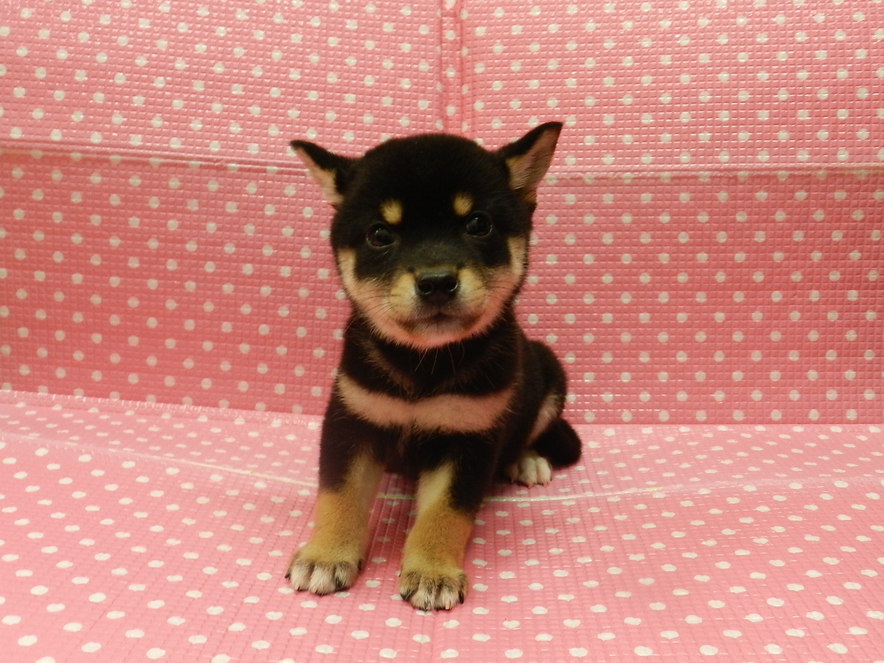 静岡県の柴犬(標準サイズ) (ペッツワン御殿場店/2025年8月23日生まれ/女の子/黒)の子犬