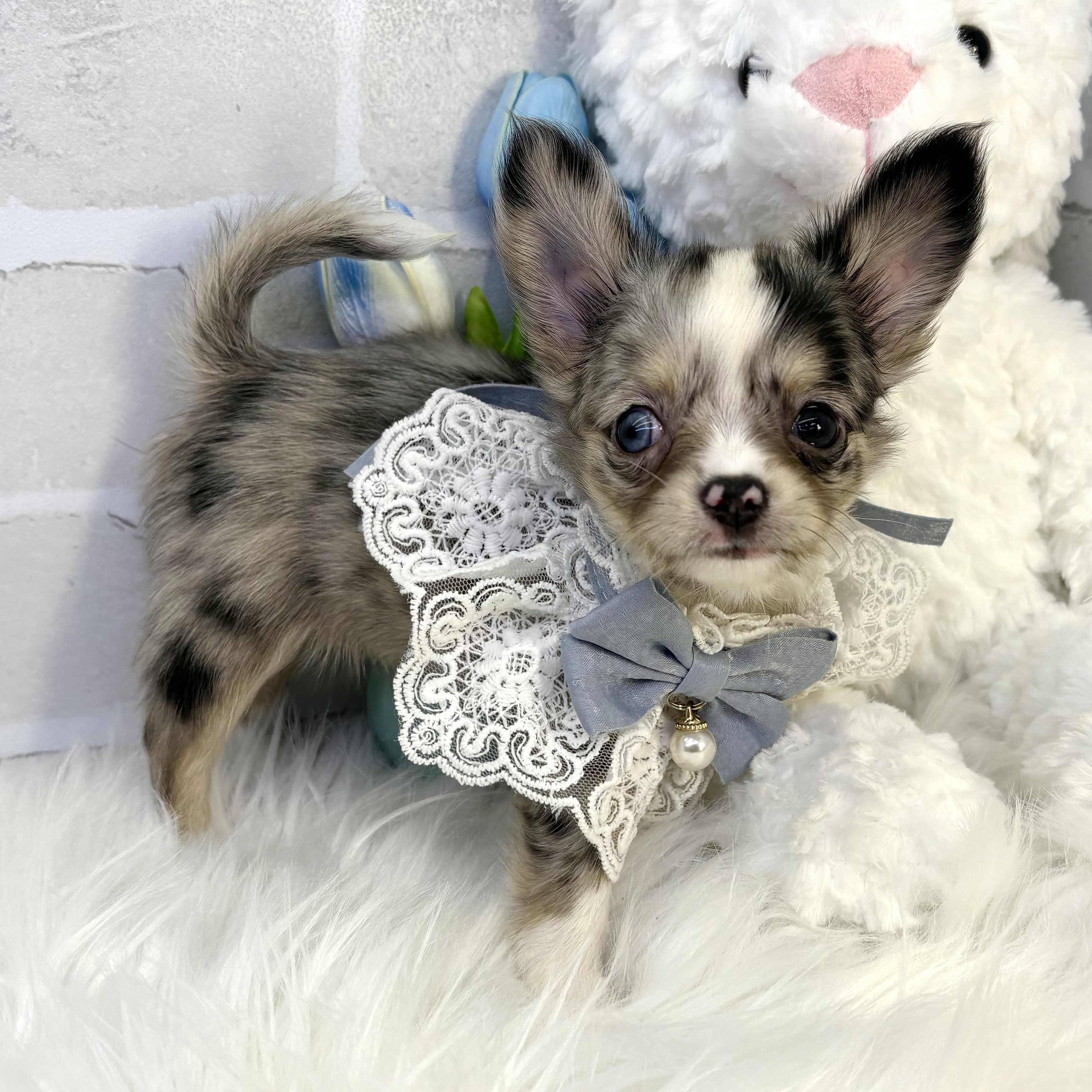 大阪府のチワワ(ロング) (ペッツワン高槻店/2025年8月16日生まれ/男の子/ブルーマール)の子犬の3枚目の画像