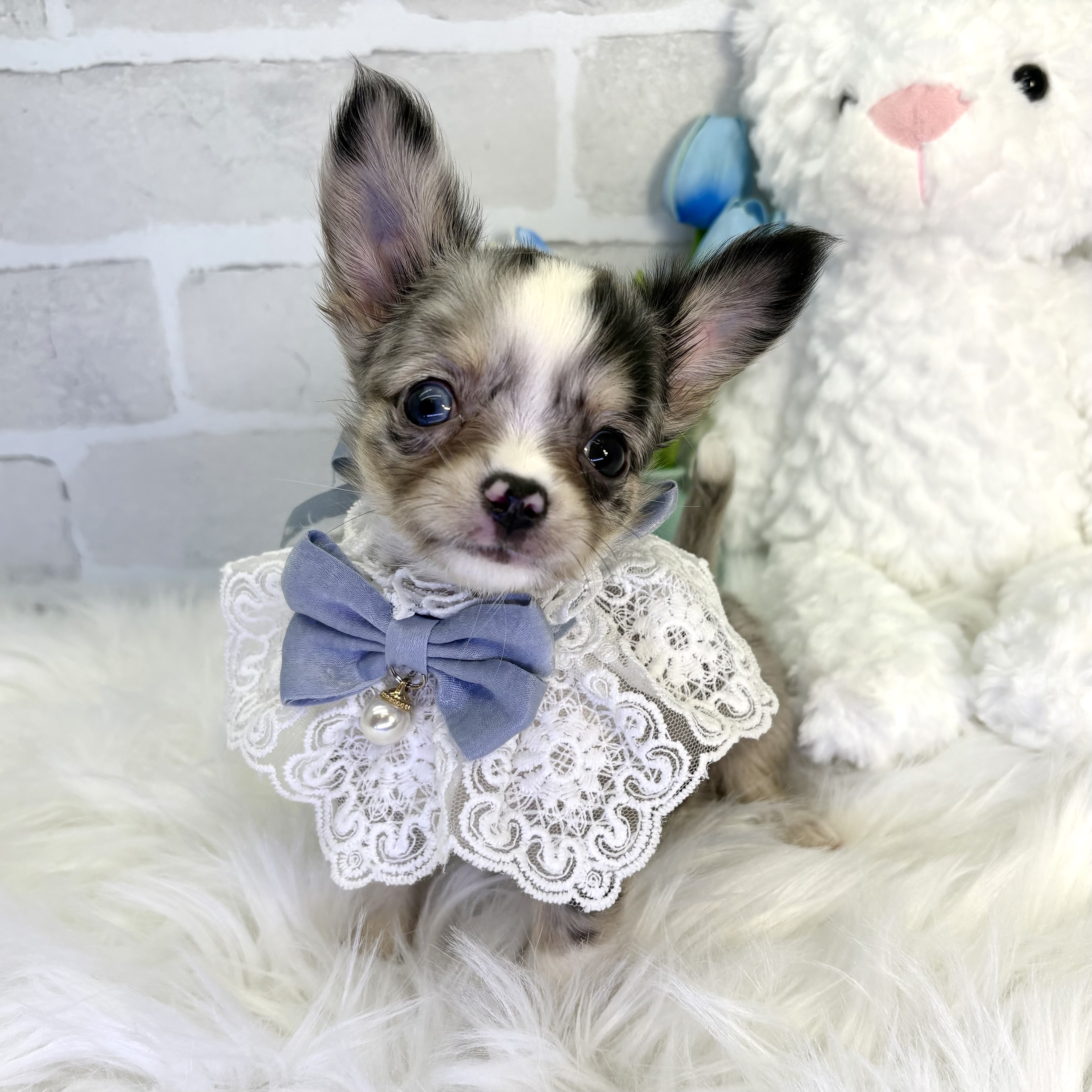 大阪府のチワワ(ロング) (ペッツワン高槻店/2025年8月16日生まれ/男の子/ブルーマール)の子犬の2枚目の画像