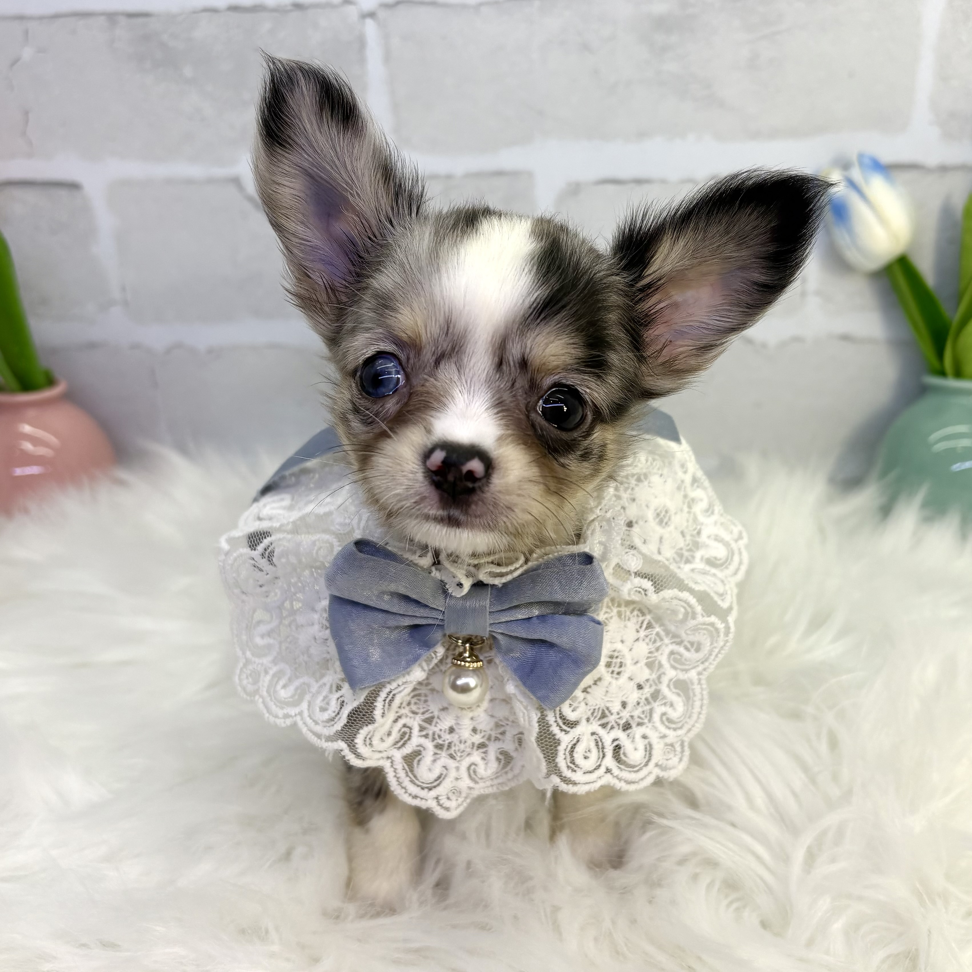 大阪府のチワワ(ロング) (ペッツワン高槻店/2025年8月16日生まれ/男の子/ブルーマール)の子犬の1枚目の画像