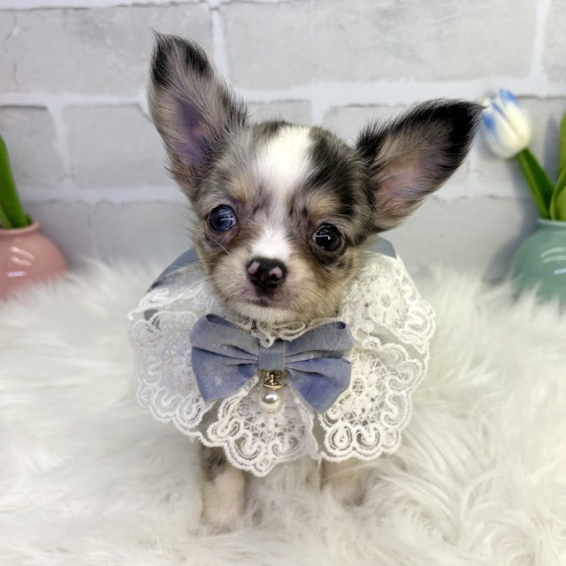 イヌ - 高槻店 | ペッツワン