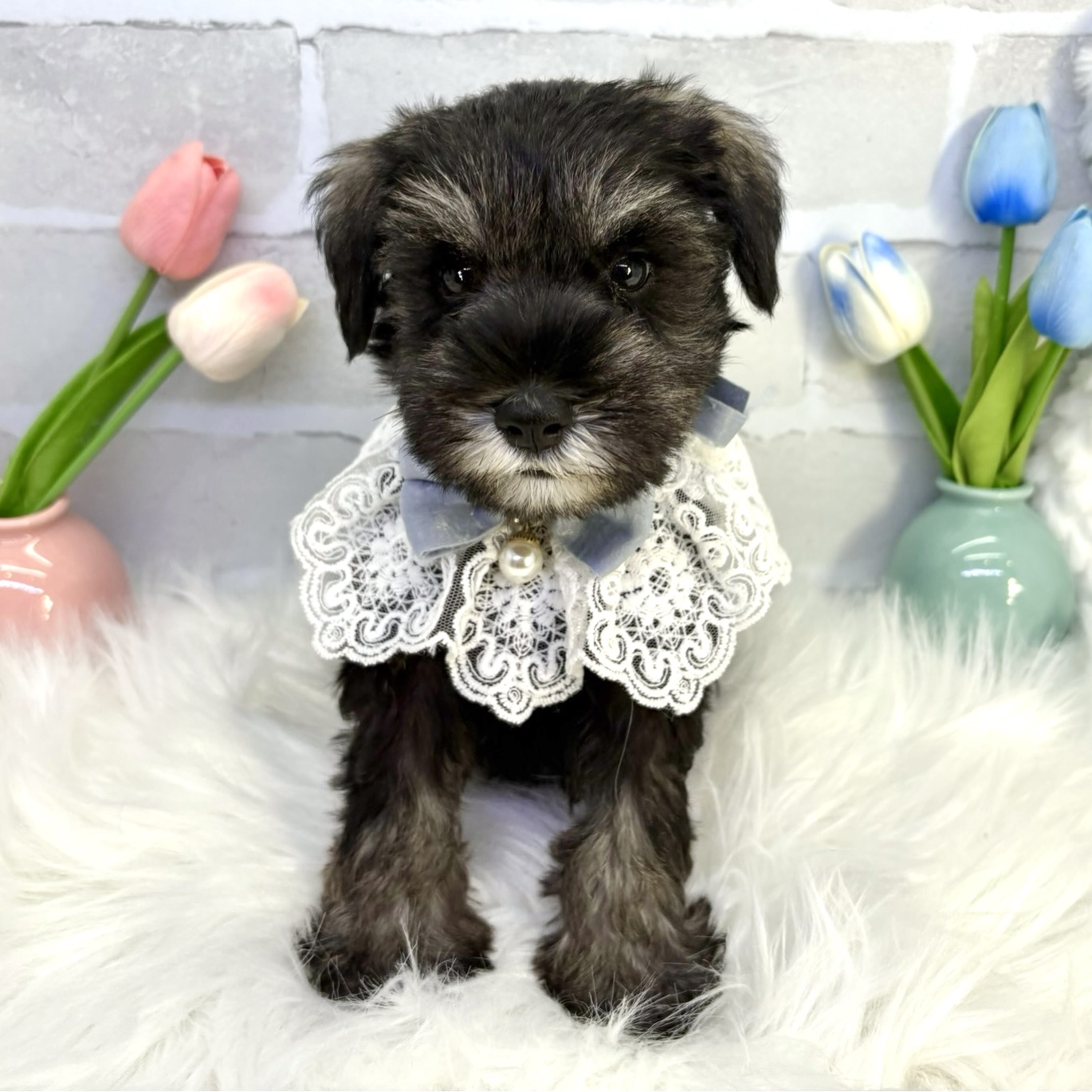 大阪府のミニチュアシュナウザー (ペッツワン高槻店/2025年8月17日生まれ/男の子/ソルトペッパー)の子犬の1枚目の画像
