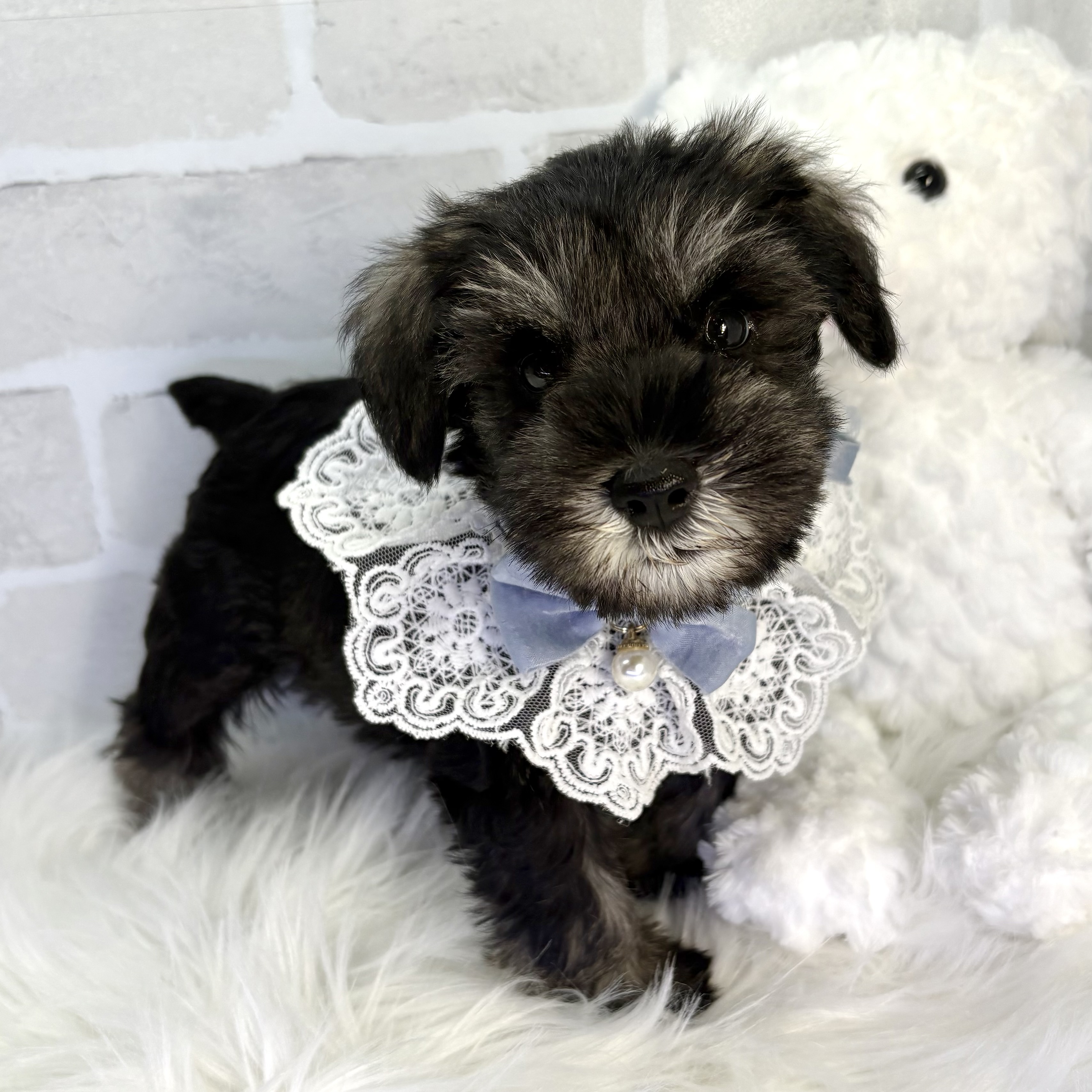 大阪府のミニチュアシュナウザー (ペッツワン高槻店/2025年8月17日生まれ/男の子/ソルトペッパー)の子犬の2枚目の画像