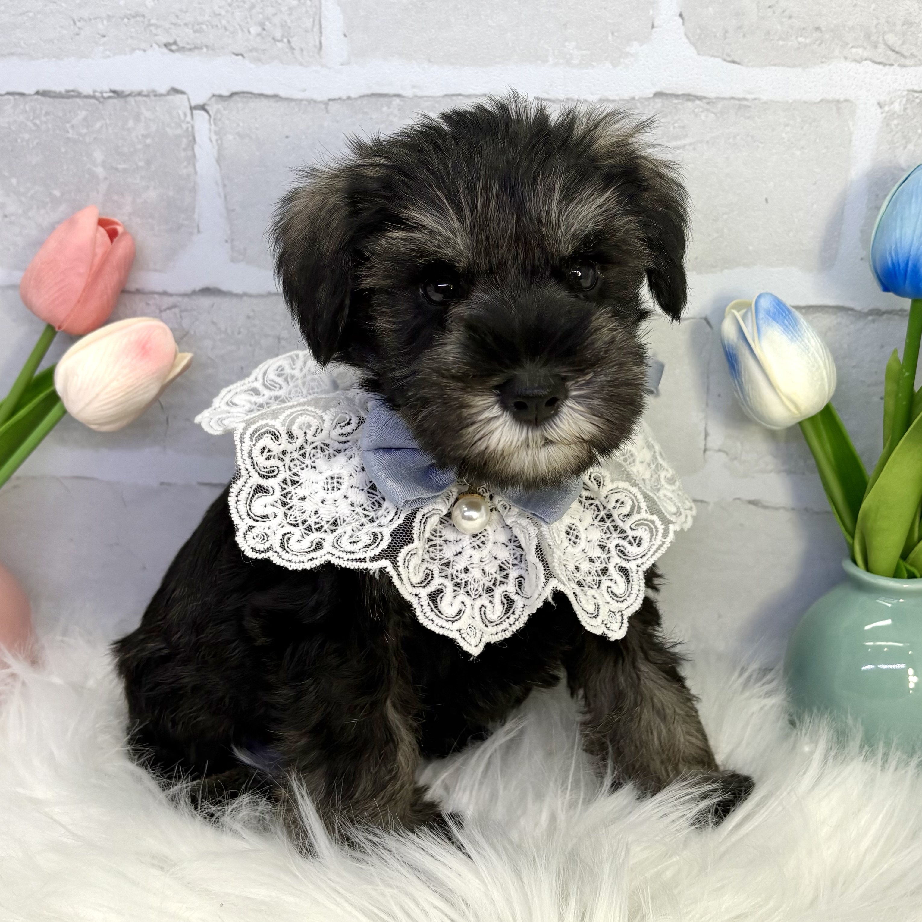 大阪府のミニチュアシュナウザー (ペッツワン高槻店/2025年8月17日生まれ/男の子/ソルトペッパー)の子犬の3枚目の画像