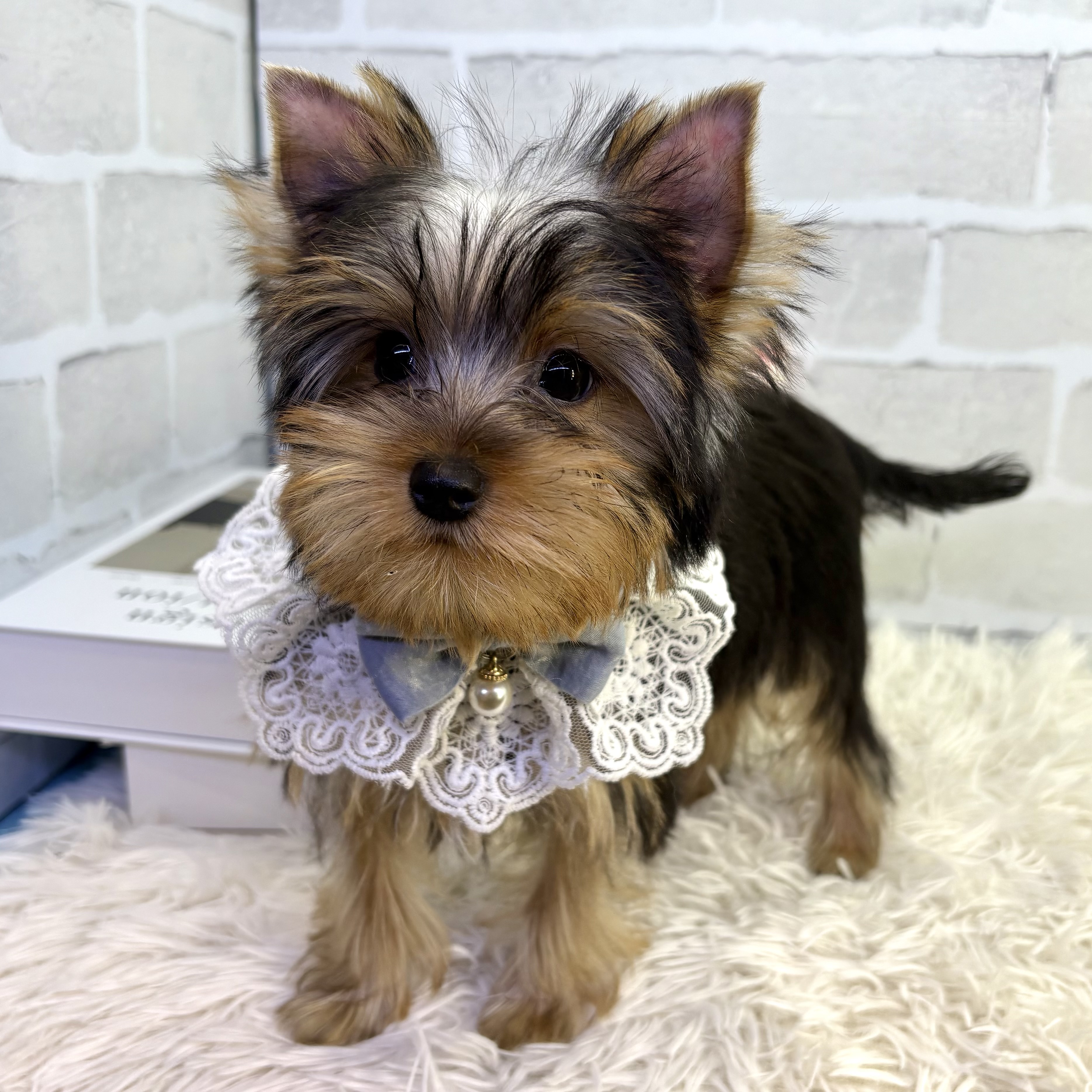 大阪府のヨークシャーテリア (ペッツワン高槻店/2025年7月15日生まれ/男の子/スチールブルータン)の子犬の3枚目の画像