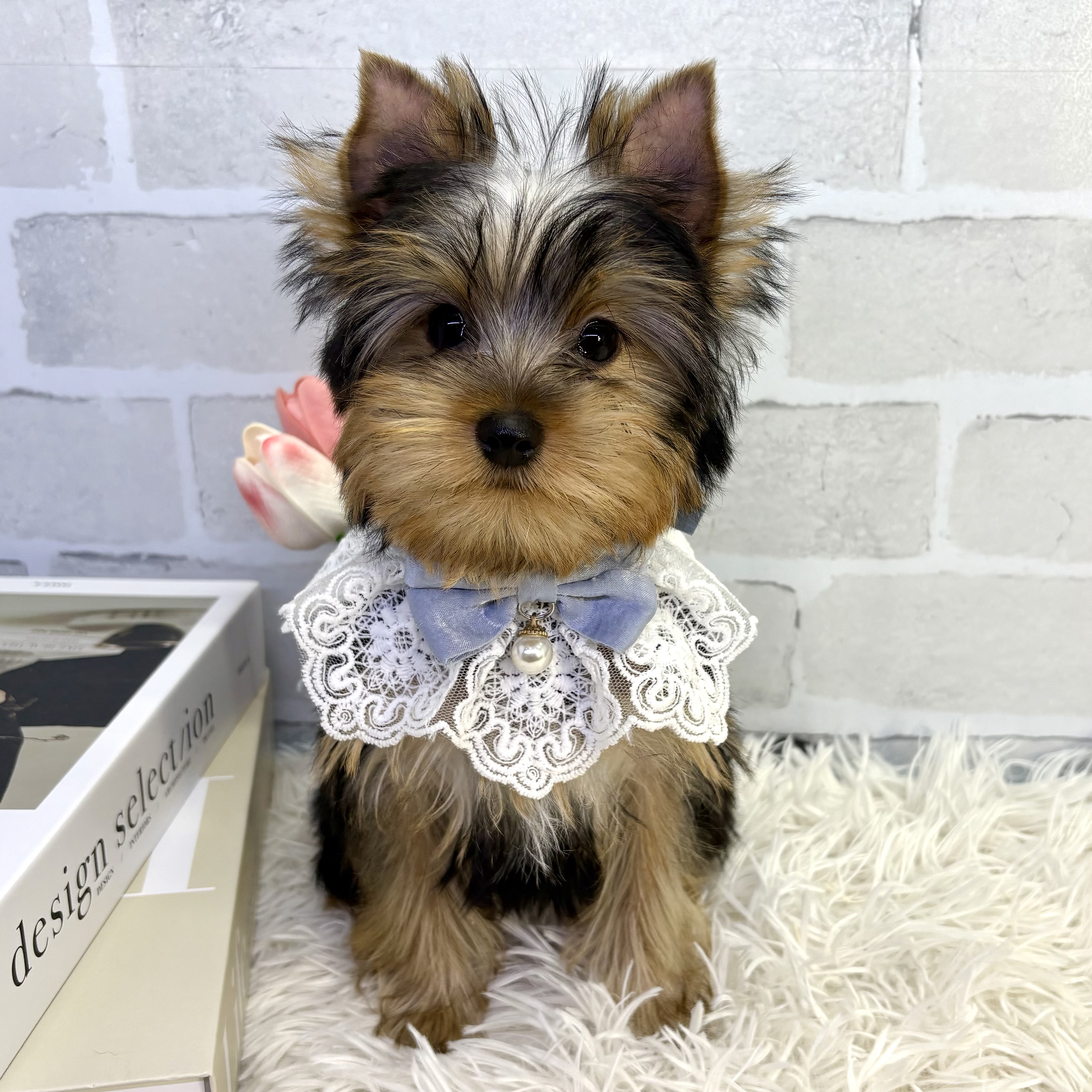 大阪府のヨークシャーテリア (ペッツワン高槻店/2025年7月15日生まれ/男の子/スチールブルータン)の子犬の1枚目の画像