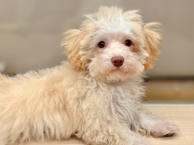 福島県のハーフ犬・ミックス犬 (ペッツワン郡山富田店/2025年6月28日生まれ/女の子/アプリコット)の子犬