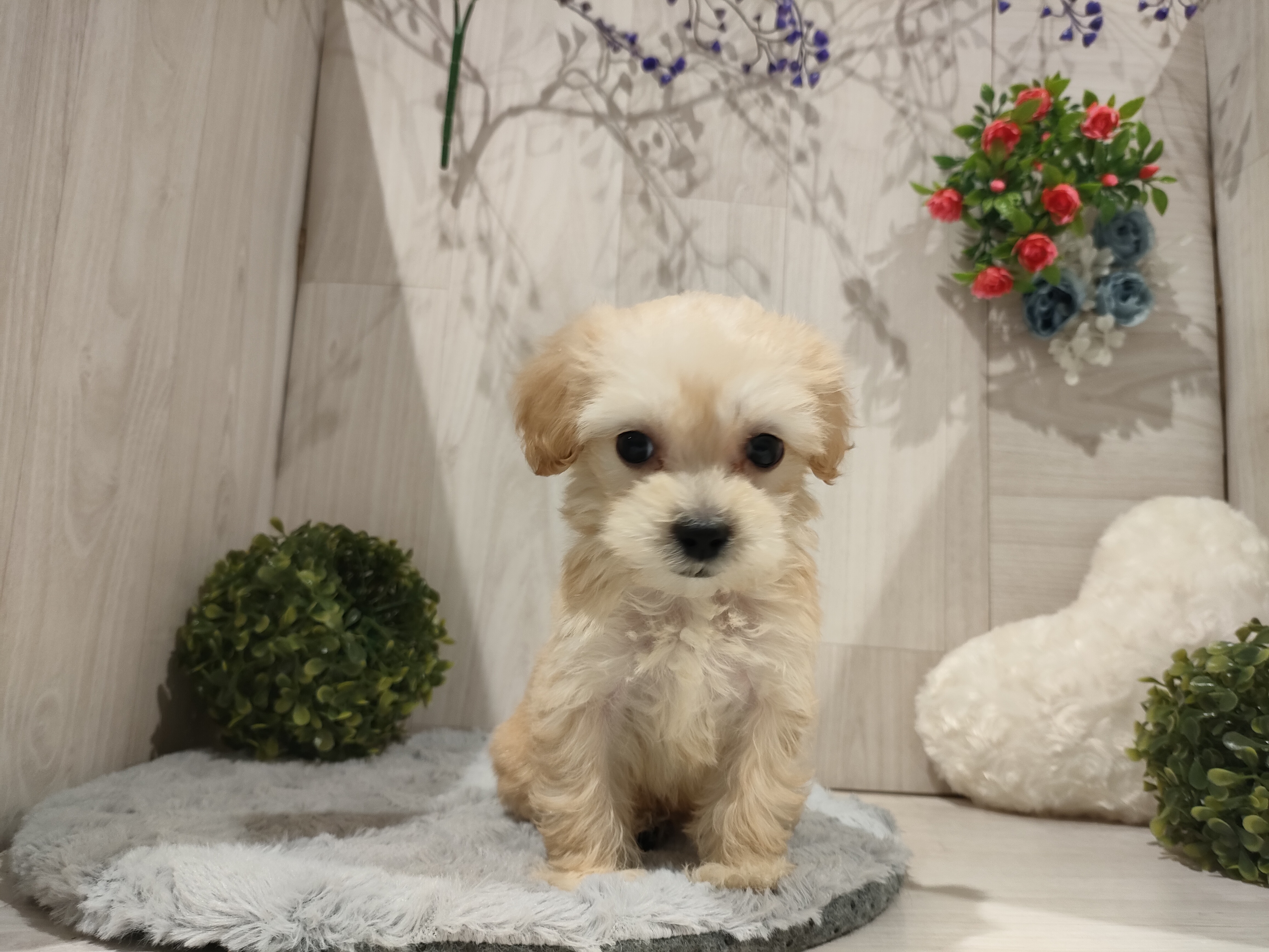 イヌ - 東松山高坂店 | ペッツワン