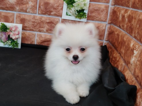 栃木県のポメラニアン (ペッツワン今市店/2025年8月13日生まれ/男の子/ホワイト)の子犬