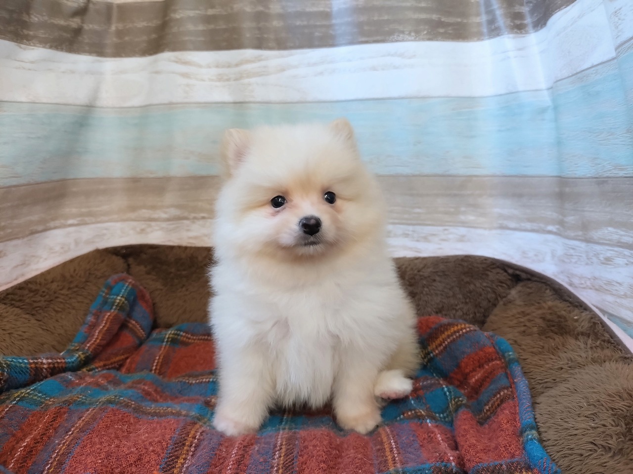 群馬県のポメラニアン (ペッツワン青柳店/2025年8月11日生まれ/男の子/クリーム)の子犬の1枚目の画像