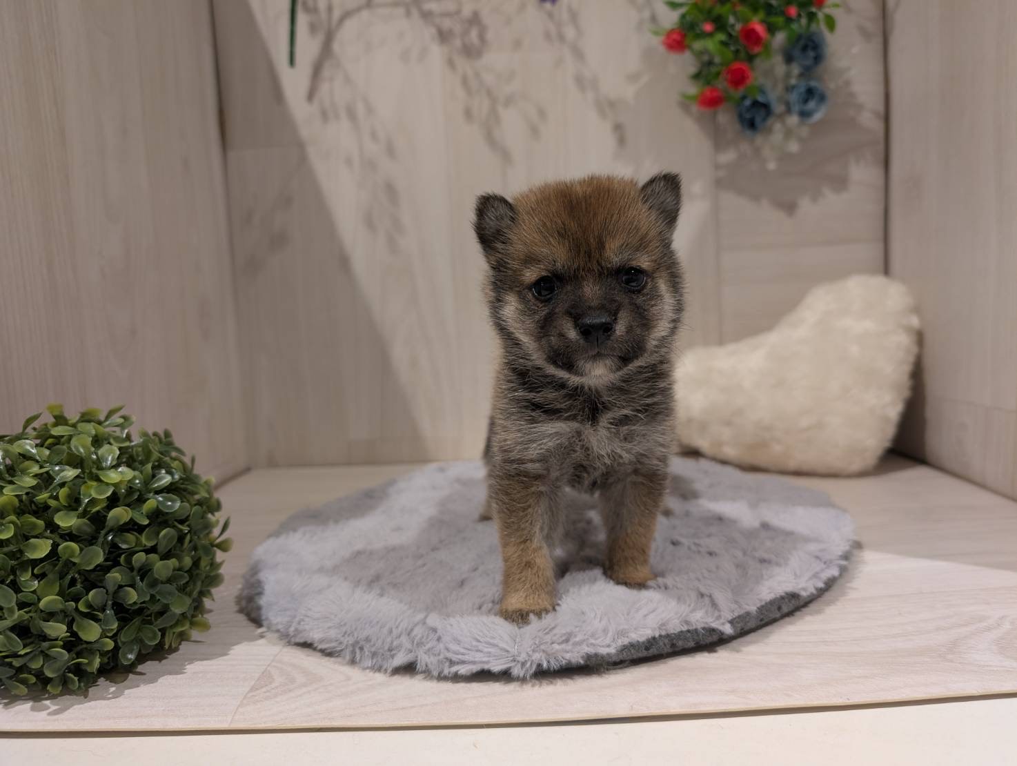 豆柴 豆柴 - 東松山高坂店 | ペッツワン