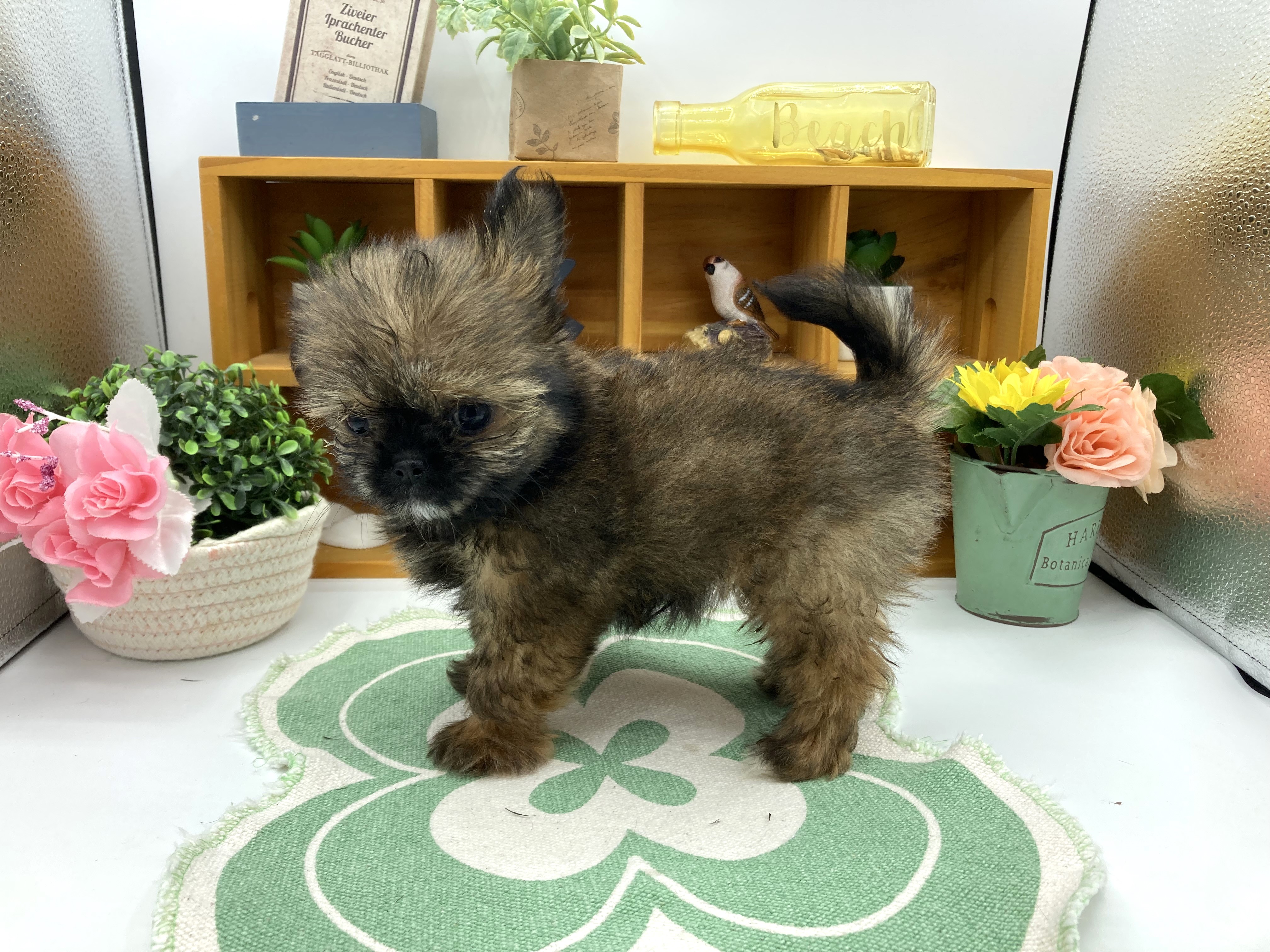 静岡県のハーフ犬・ミックス犬 (ペッツワン清水店/2025年8月9日生まれ/女の子/フォーン)の子犬の3枚目の画像