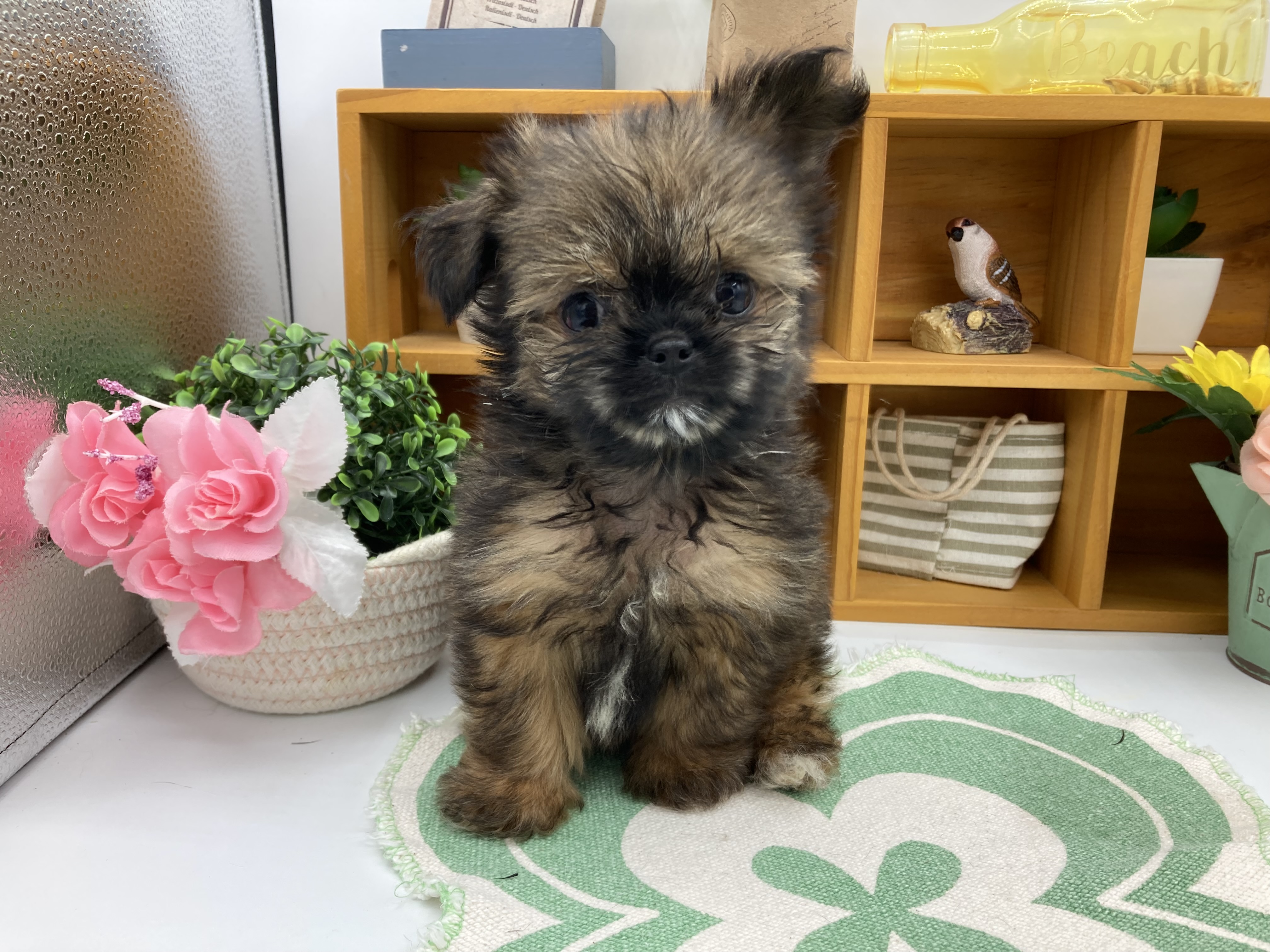 静岡県のハーフ犬・ミックス犬 (ペッツワン清水店/2025年8月9日生まれ/女の子/フォーン)の子犬の1枚目の画像