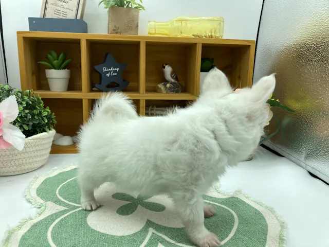 静岡県のチワワ(ロング) (ペッツワン清水店/2025年8月21日生まれ/男の子/ホワイト)の子犬の2枚目の画像